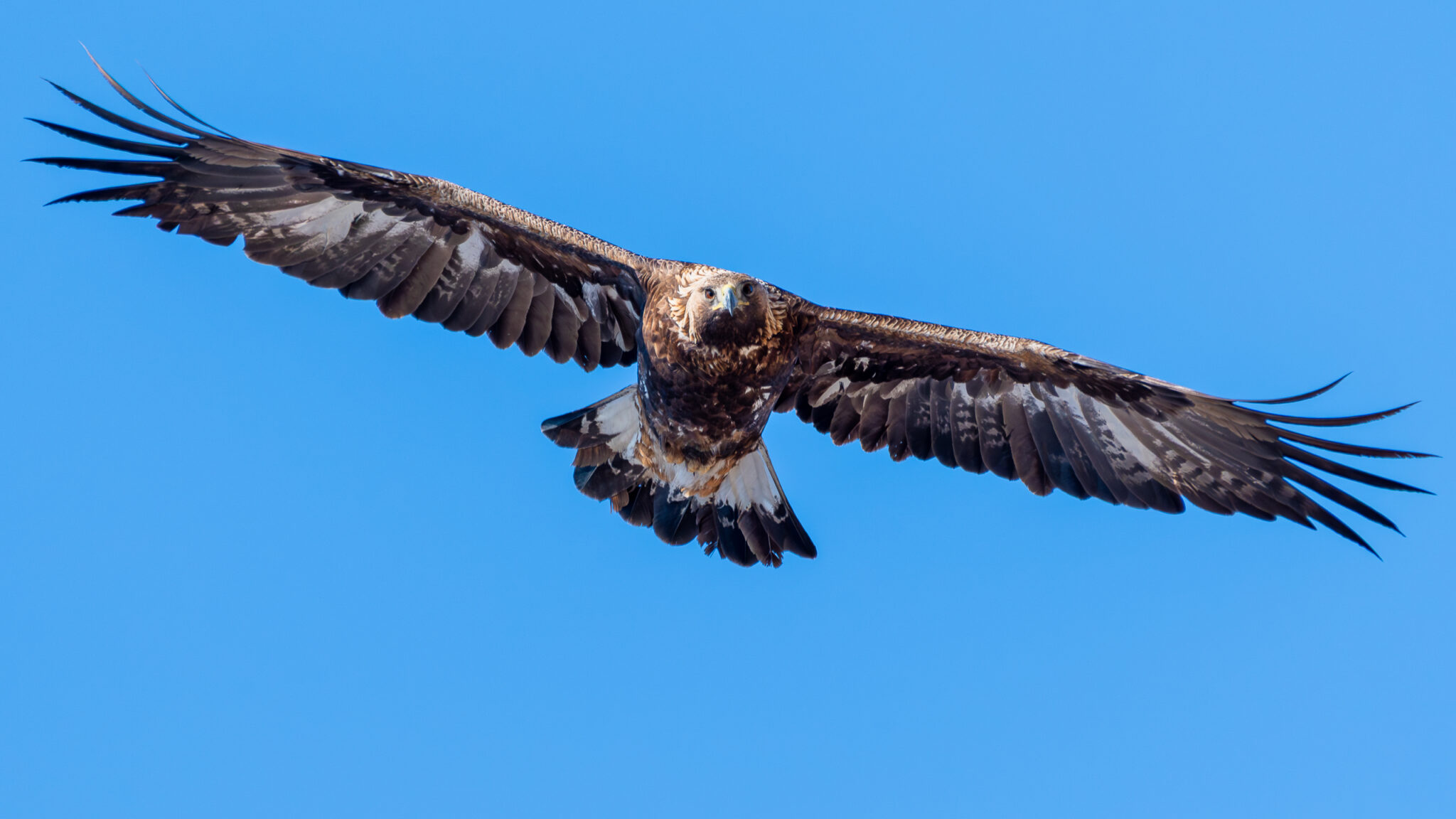 Photo d'Aigle Royal dans les Alpes