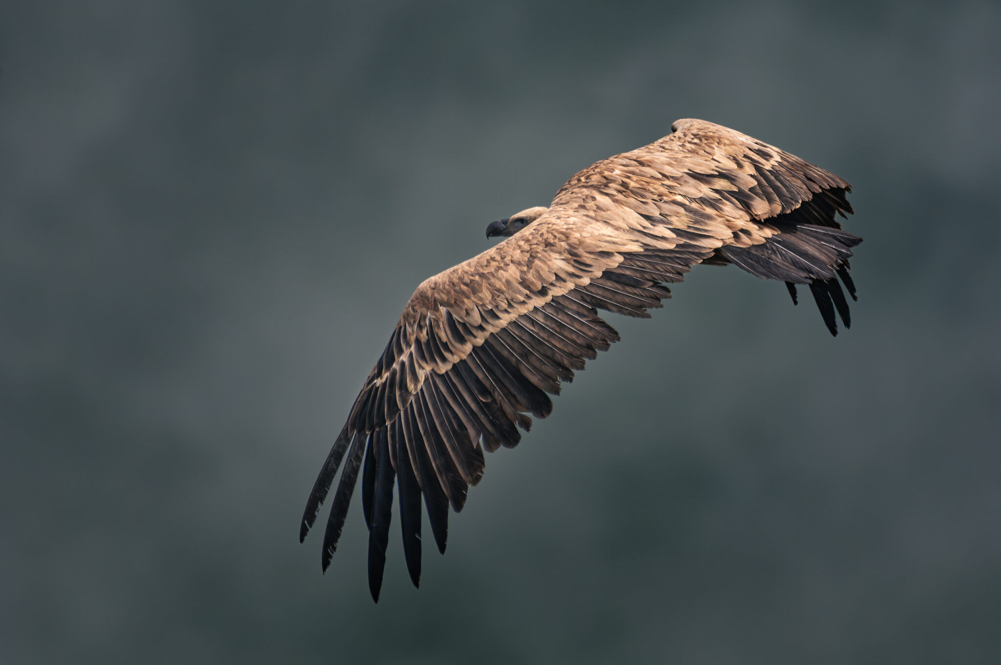 Photo de Vautour Fauve dans les Alpes