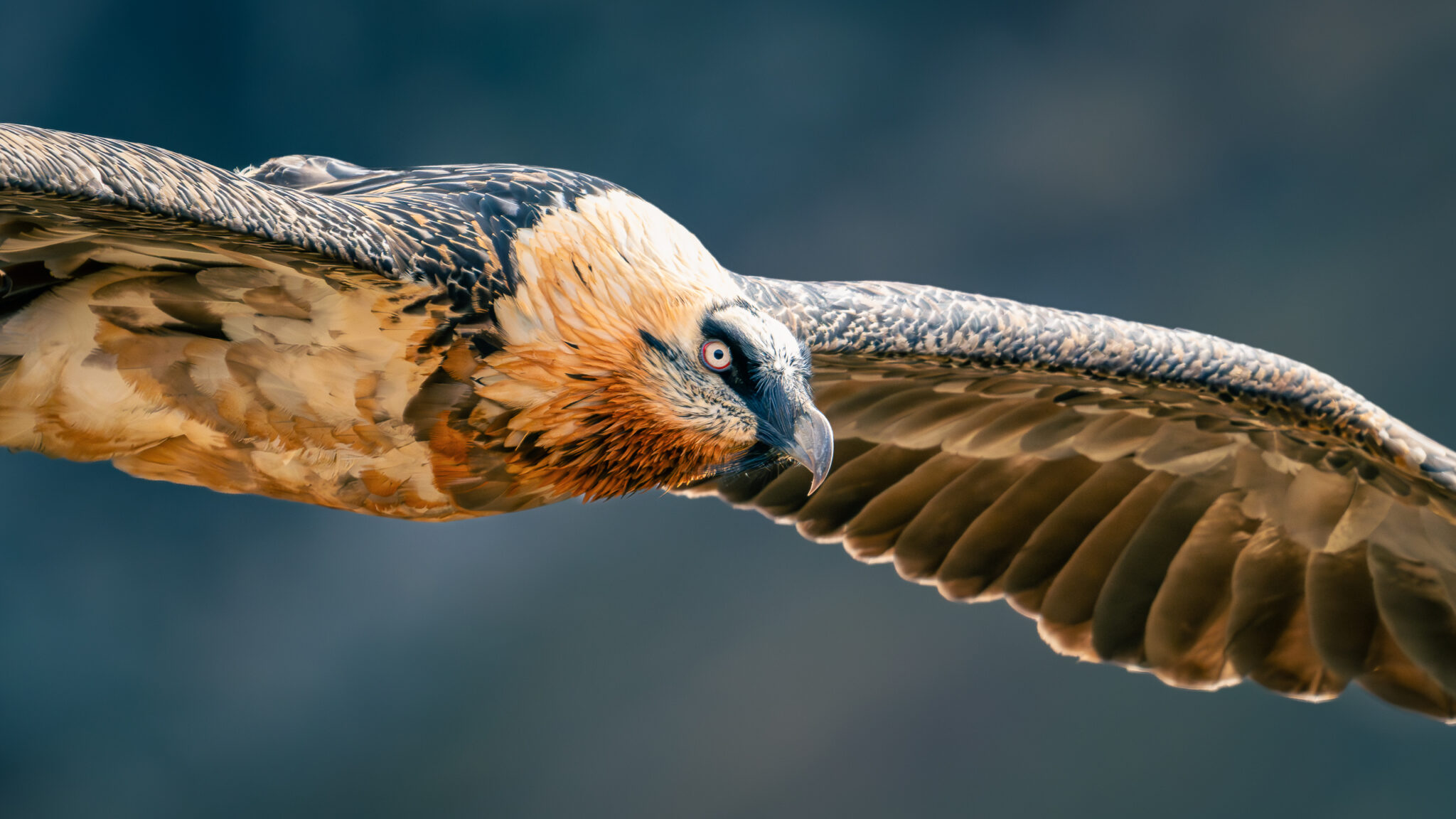 Photo de Gypaète Barbu dans les Alpes