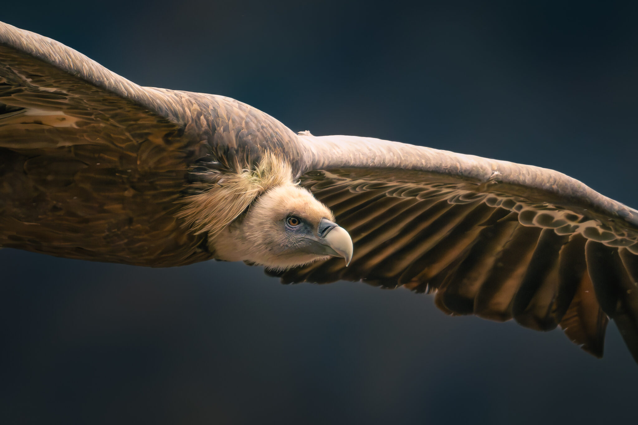 Photo de Vautour Fauve dans les Alpes