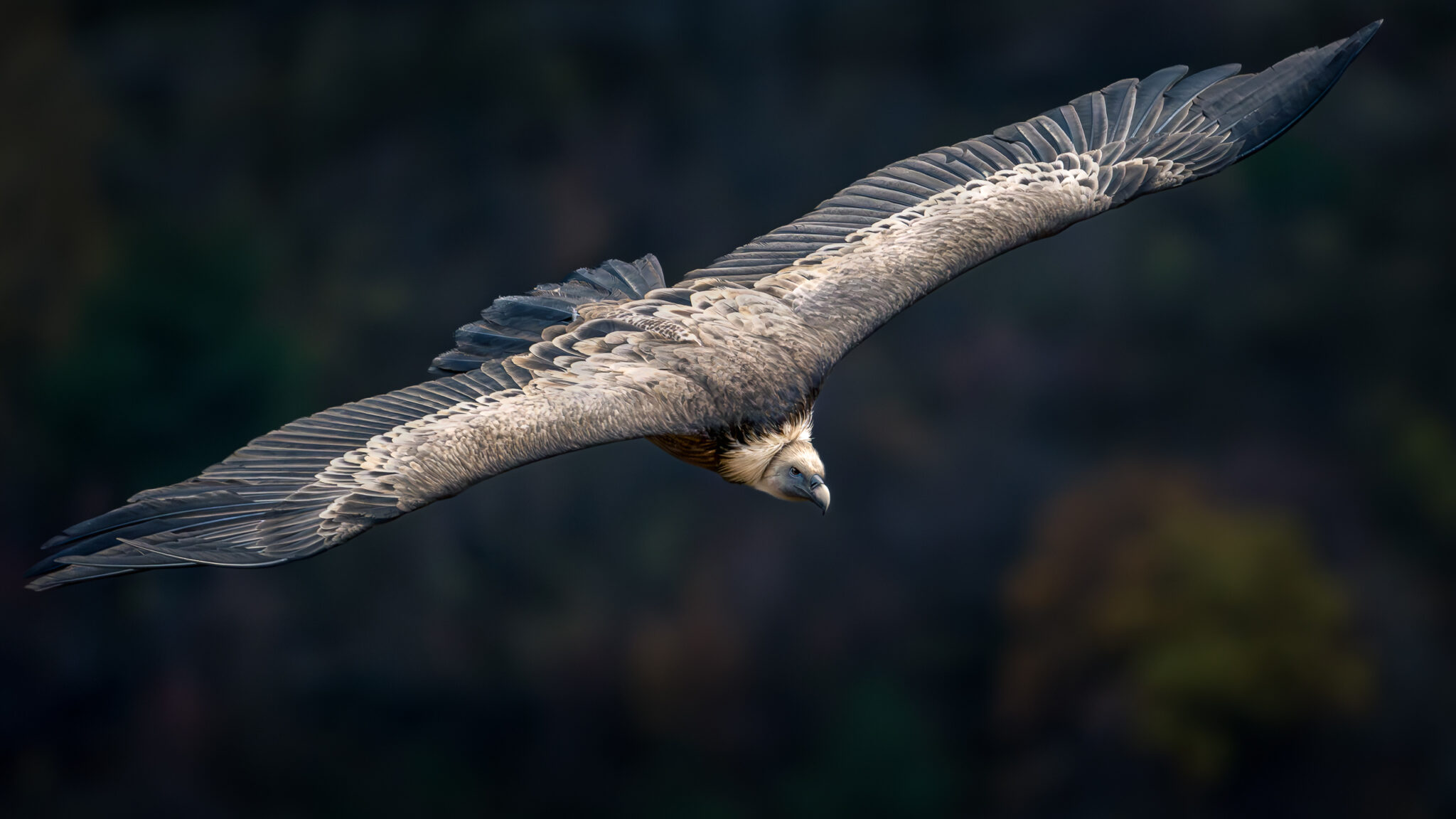 Photo de Vautour Fauve dans les Alpes