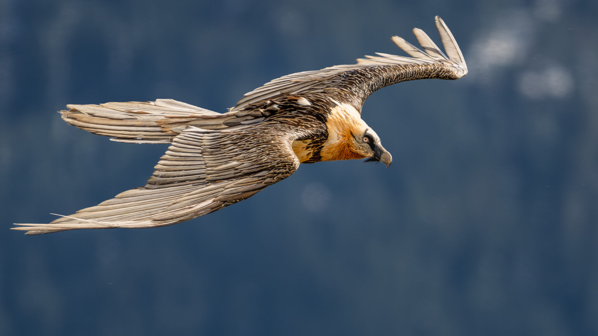 Photo de Gypaète Barbu dans les Alpes