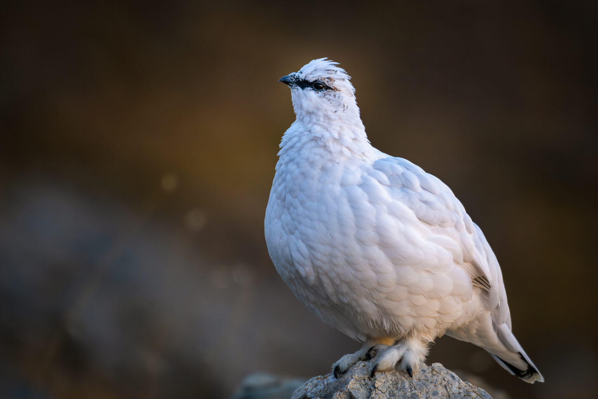 Photo de Lagopède dans les Alpes