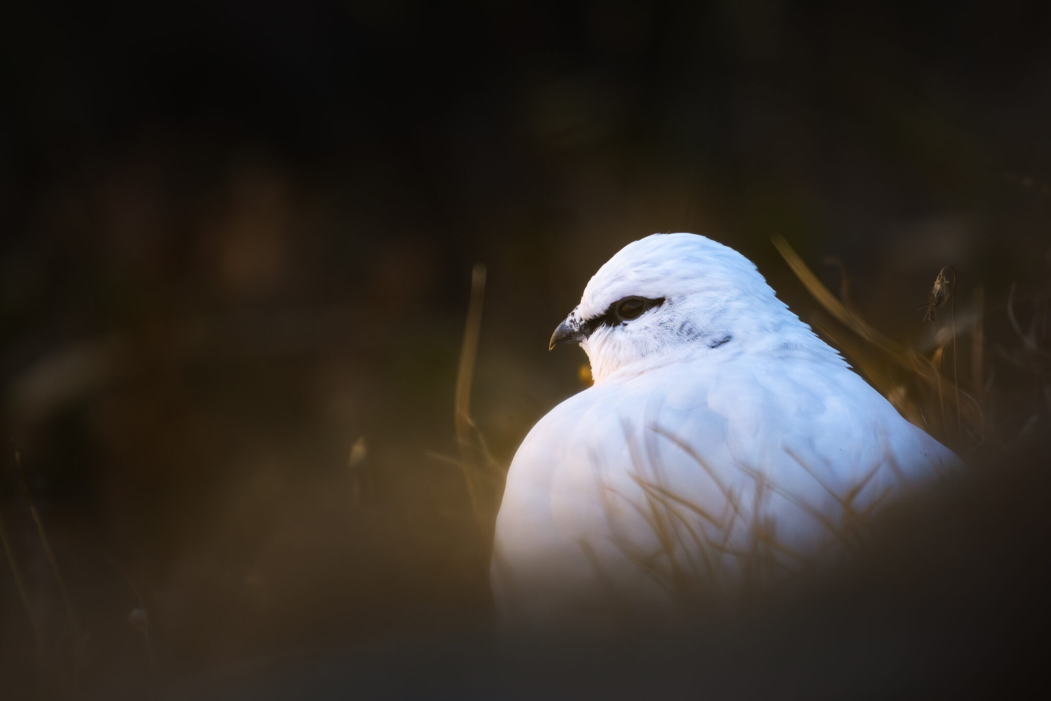 Photo de Lagopède dans les Alpes