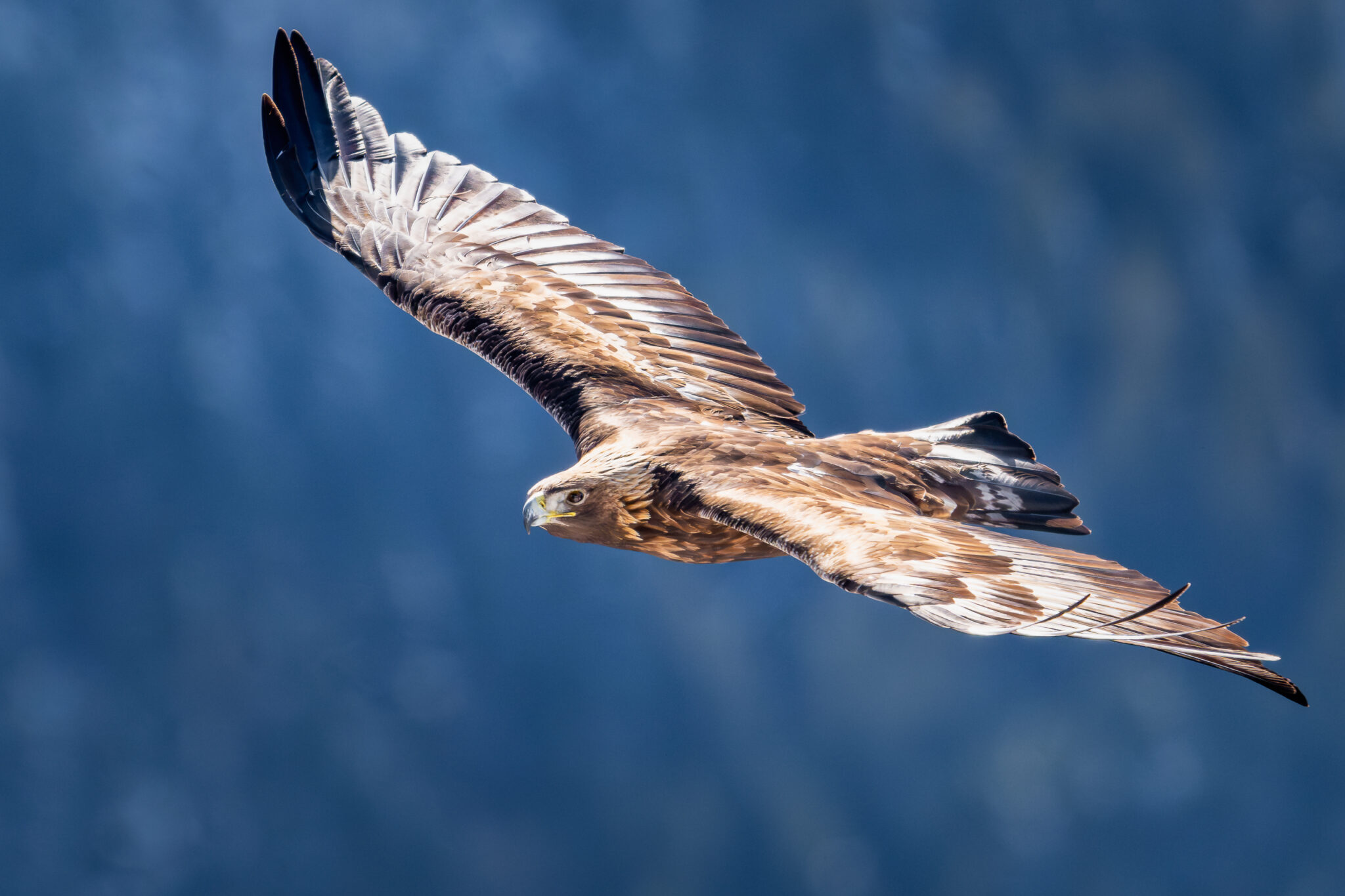 Photo d'Aigle Royal dans les Alpes