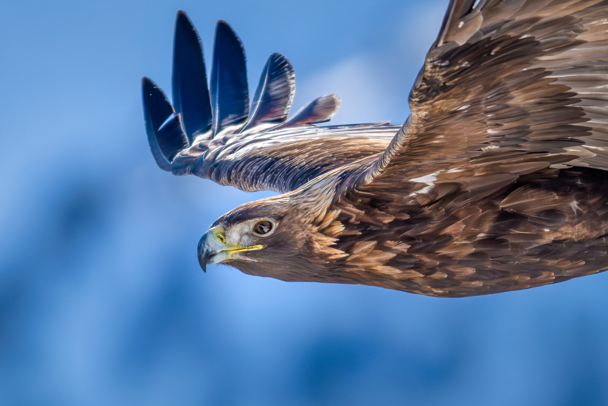 Photo d'Aigle Royal dans les Alpes