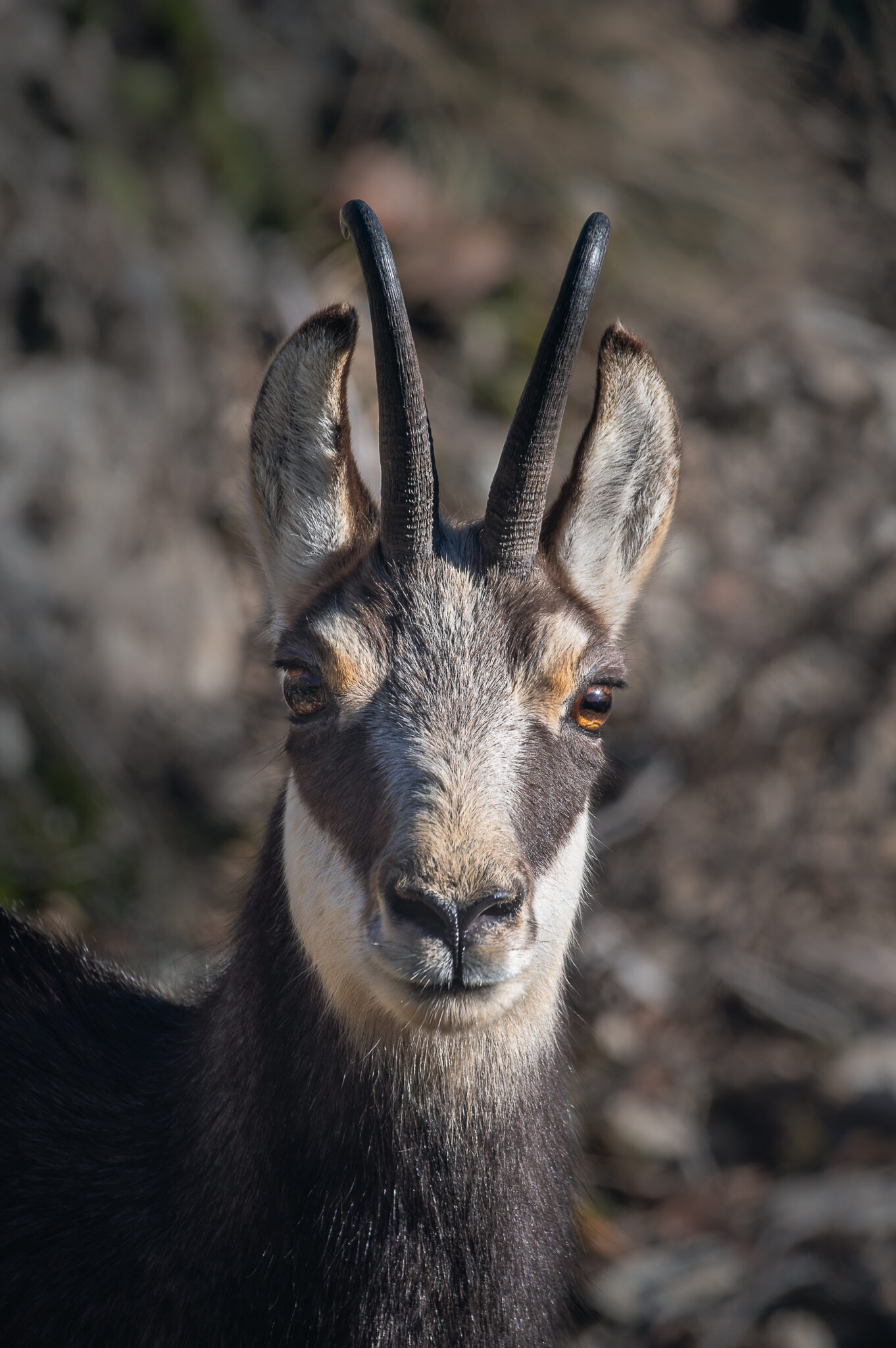 Photo de Chamois dans les Alpes