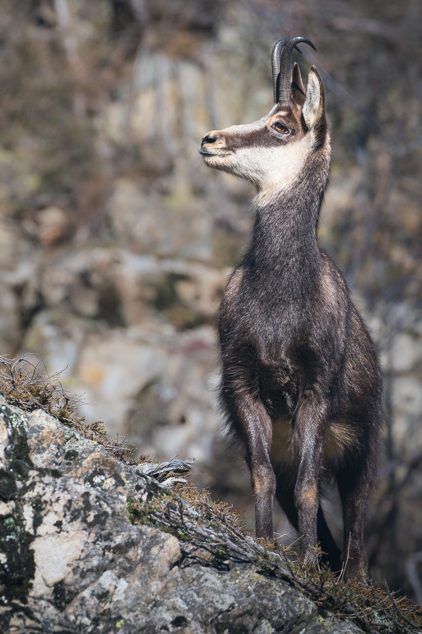 Photo de Chamois dans les Alpes