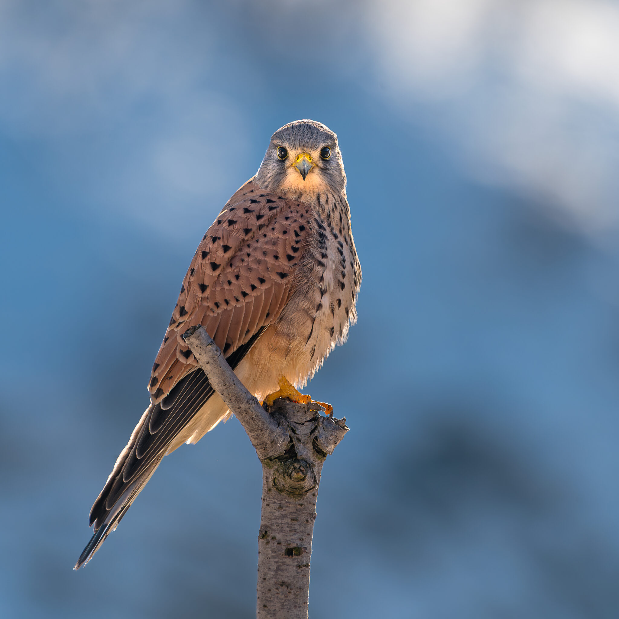 Photo de Faucon Crécerelle dans les Alpes