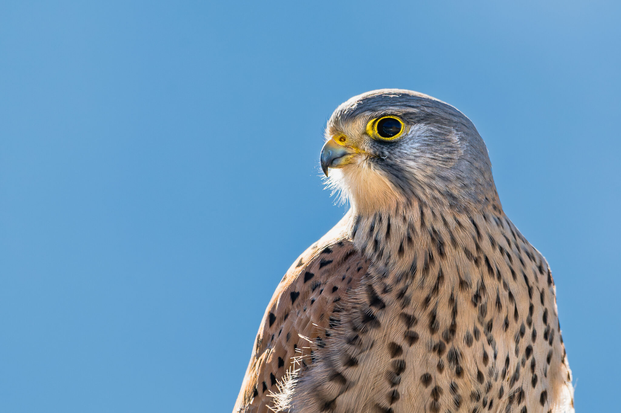 Photo de Faucon Crécerelle dans les Alpes