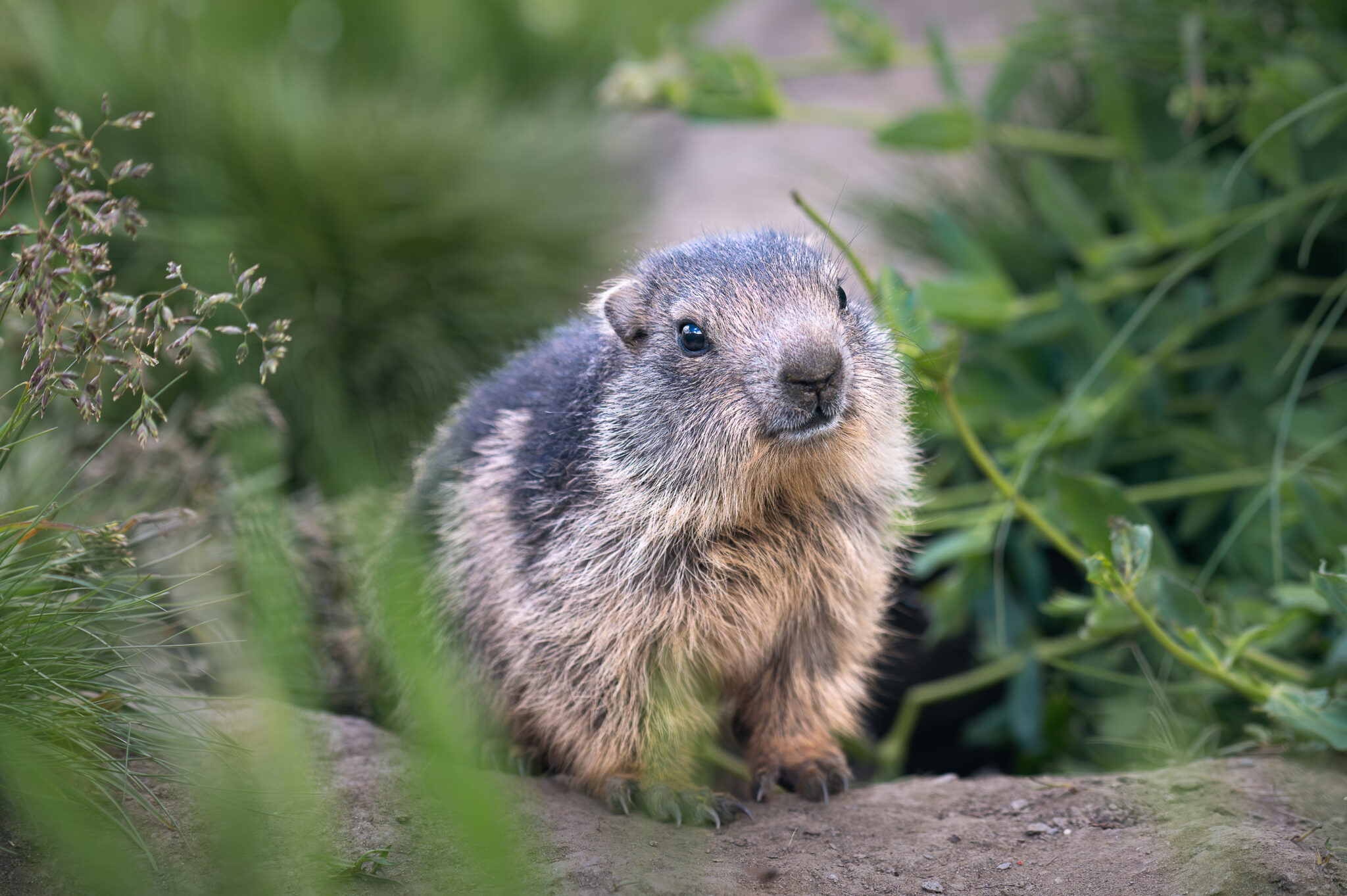 Marmotte des Alpes