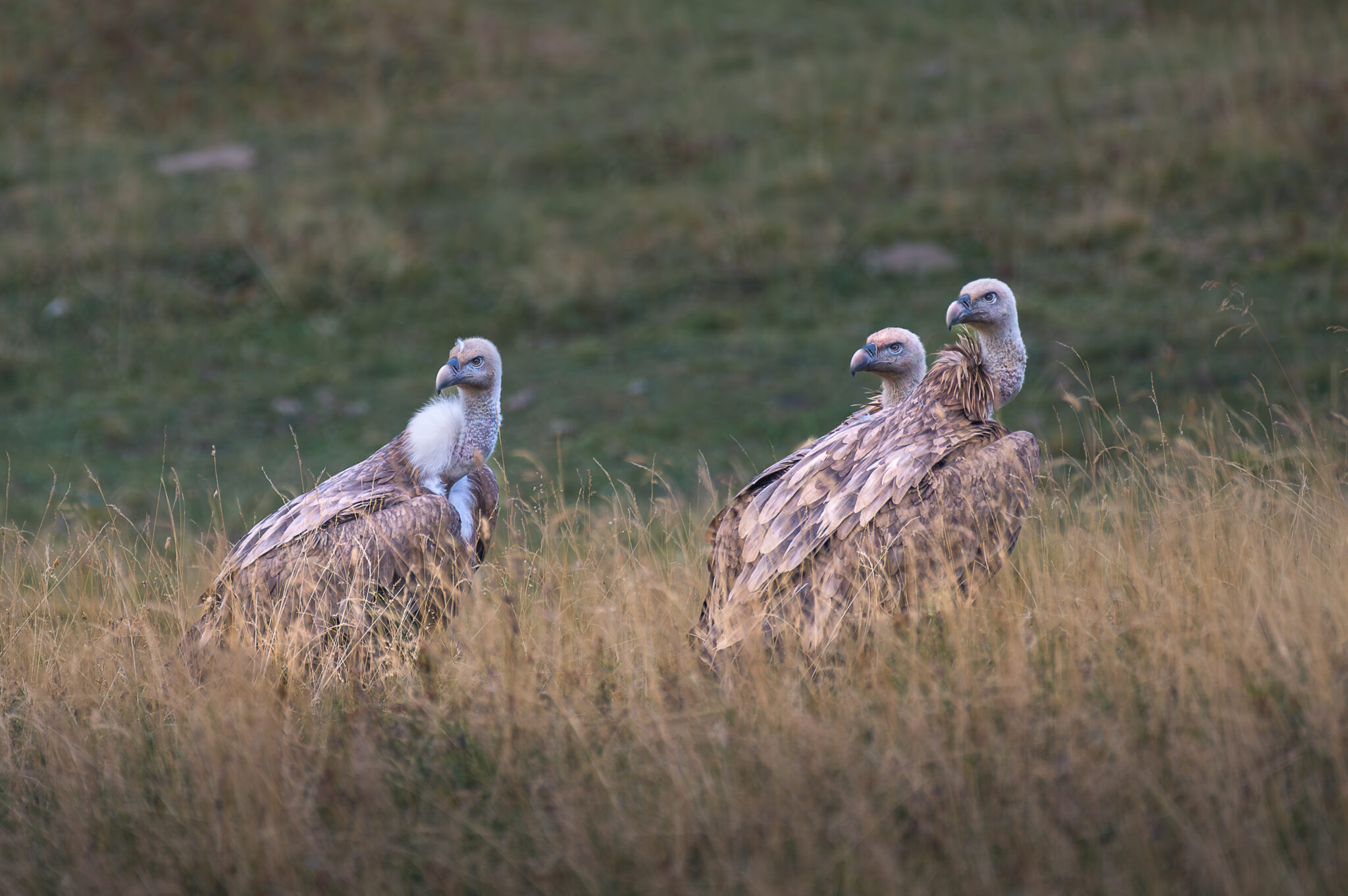 Photo de Vautour Fauve dans les Alpes
