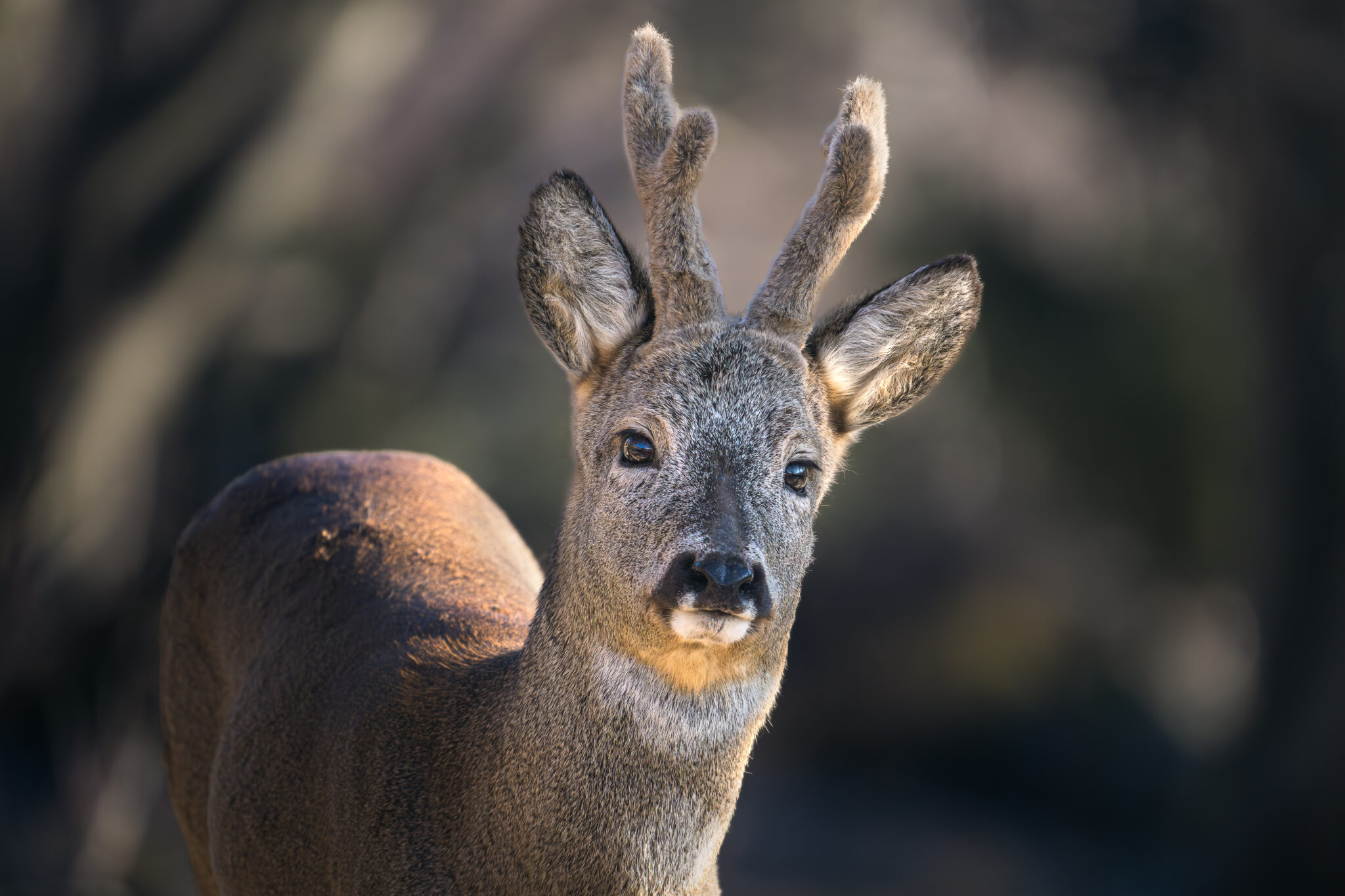 Photo de Chevreuil dans les Alpes
