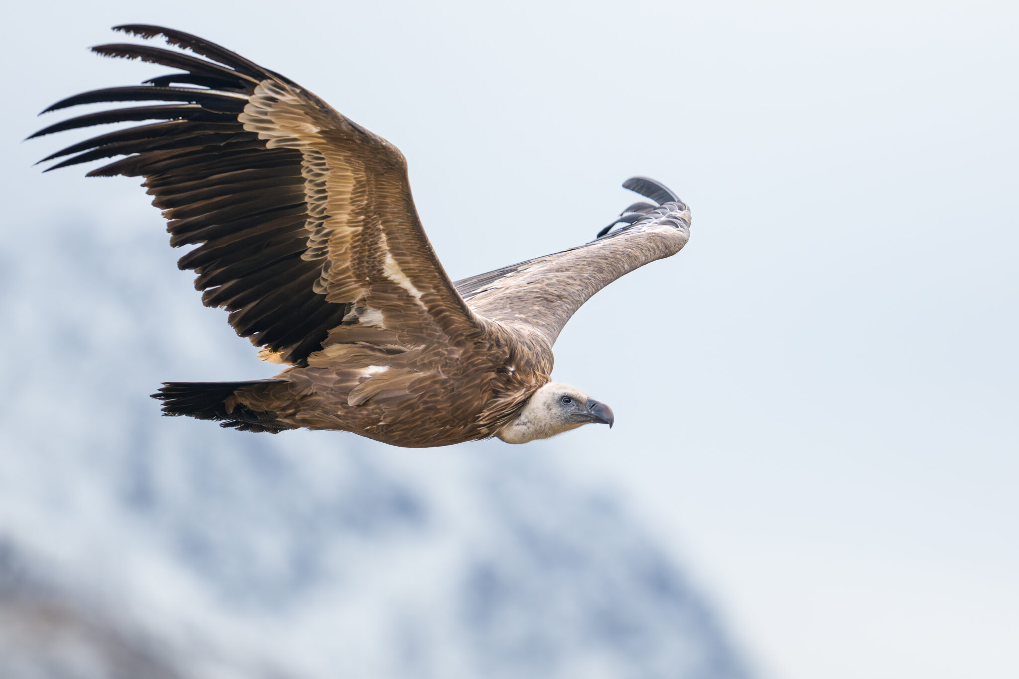 Photo de Vautour Fauve dans les Alpes