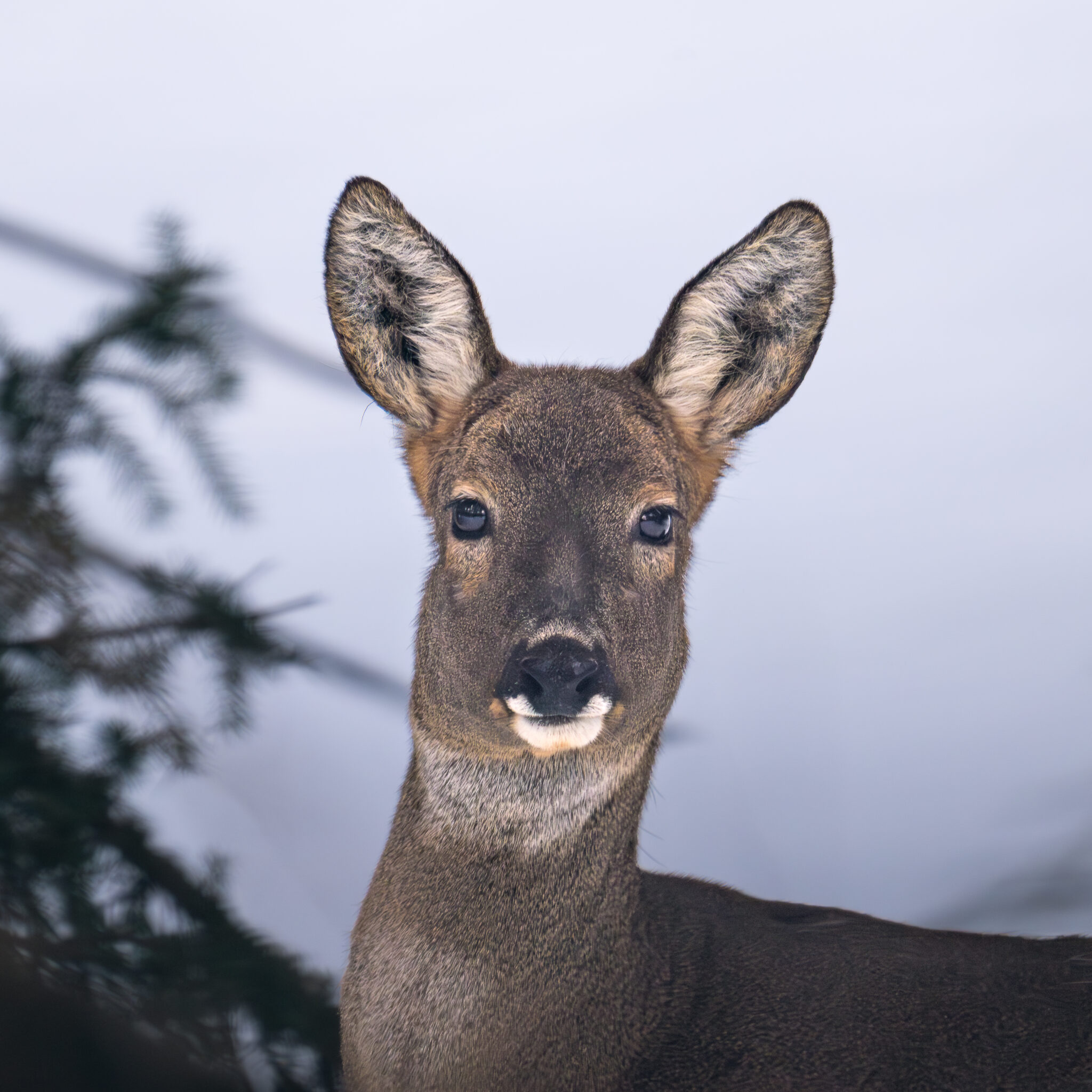 Photo de Chevreuil dans les Alpes