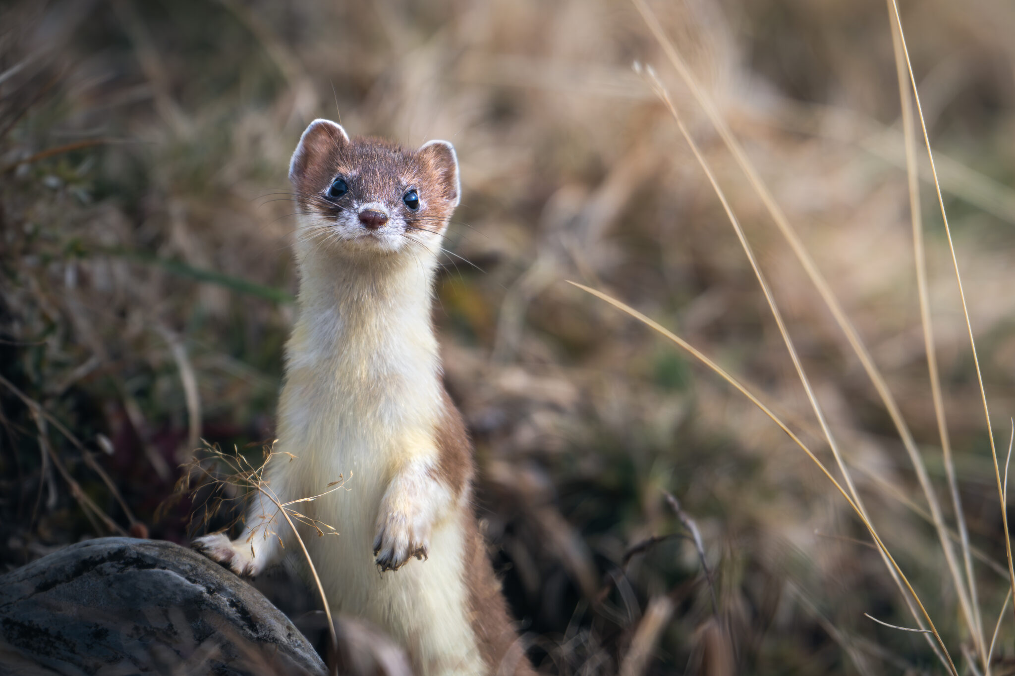Photo d'Hermine dans les Alpes