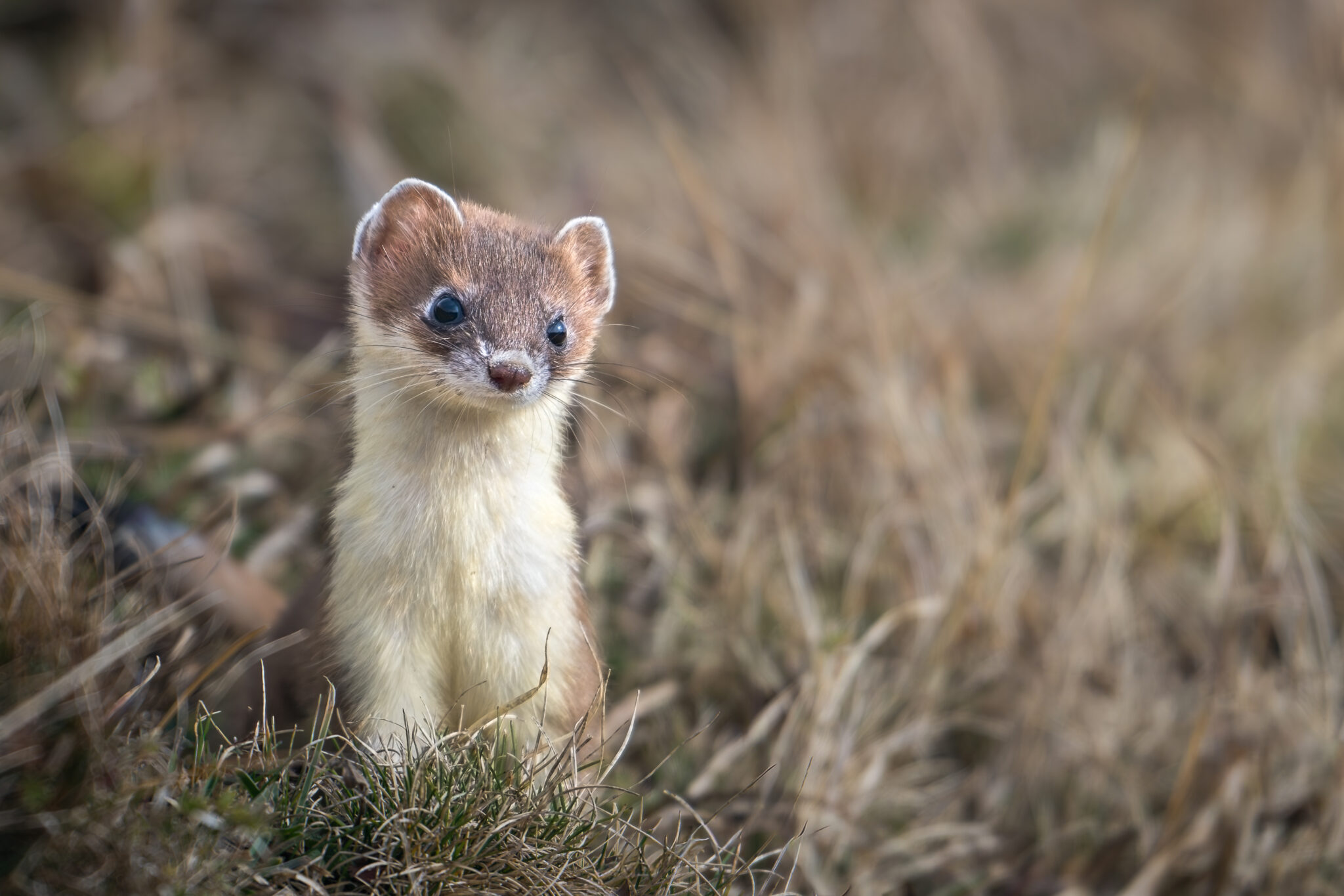 Photo d'Hermine dans les Alpes