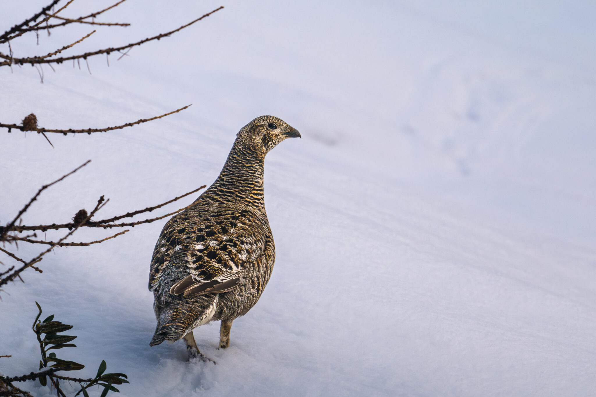 Photo de Tétras Lyre dans les Alpes