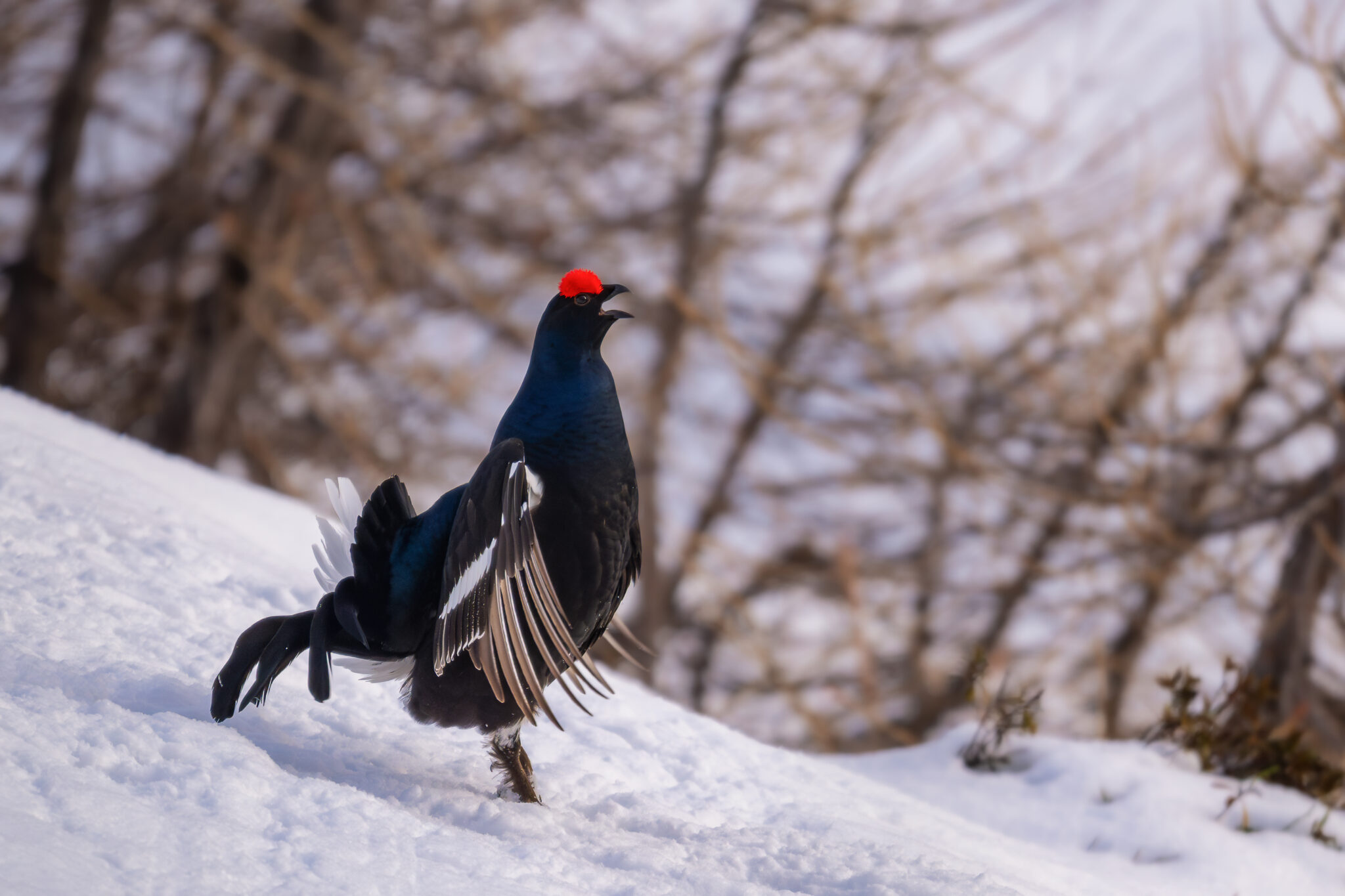 Photo de Tétras Lyre dans les Alpes