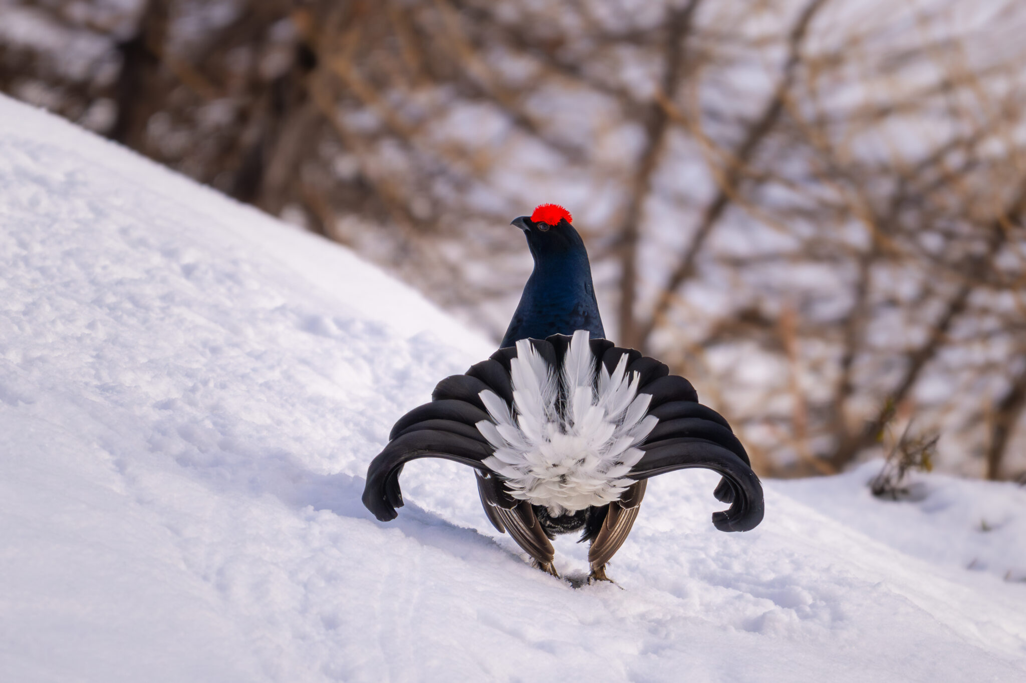 Photo de Tétras Lyre dans les Alpes