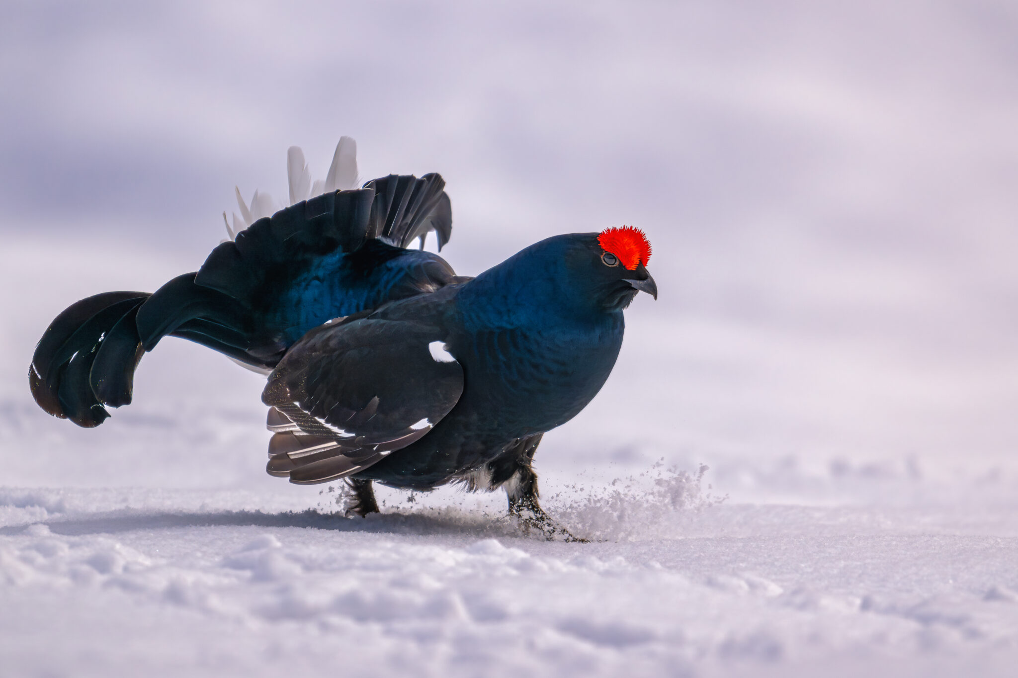 Photo de Tétras Lyre dans les Alpes