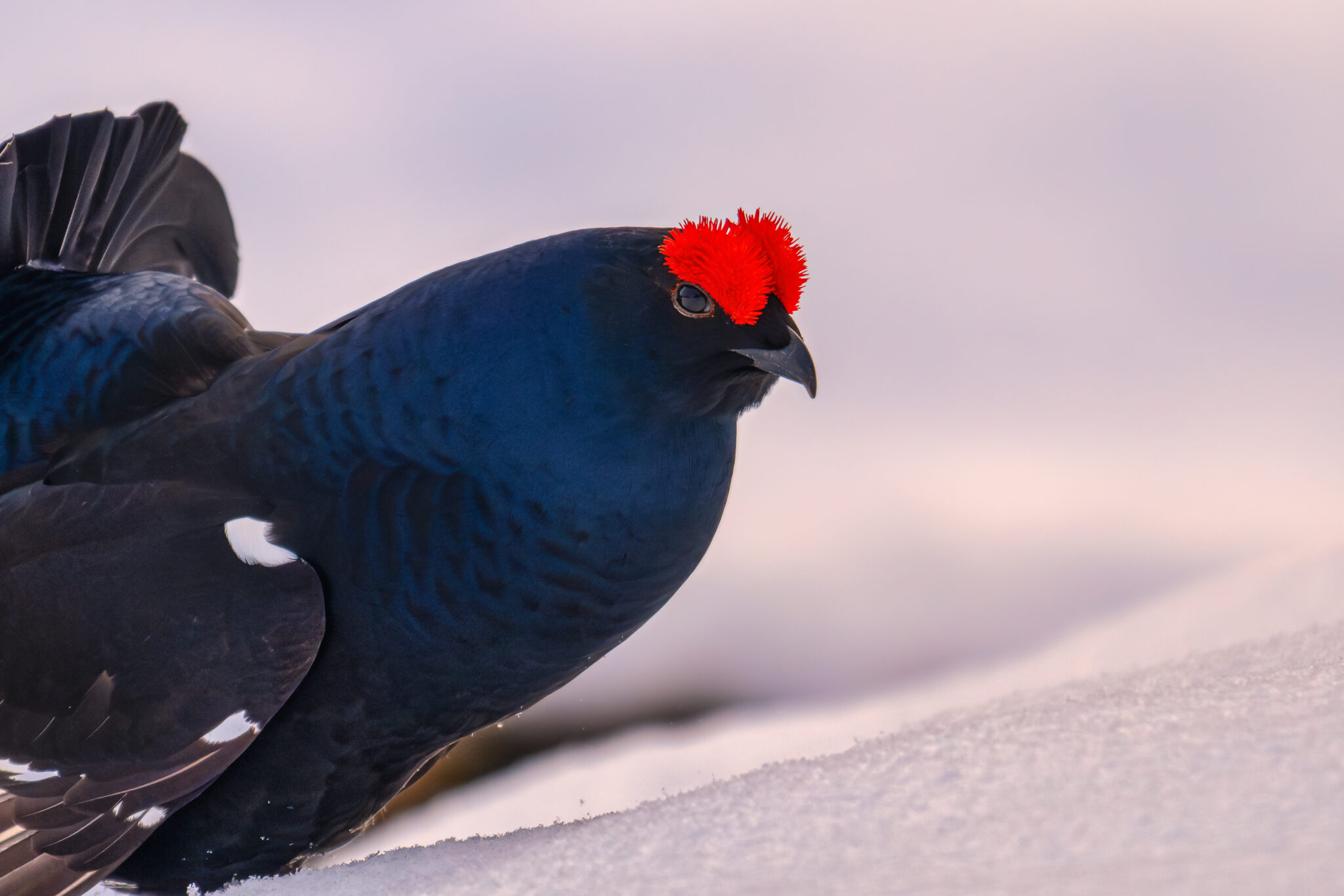 Photo de Tétras Lyre dans les Alpes