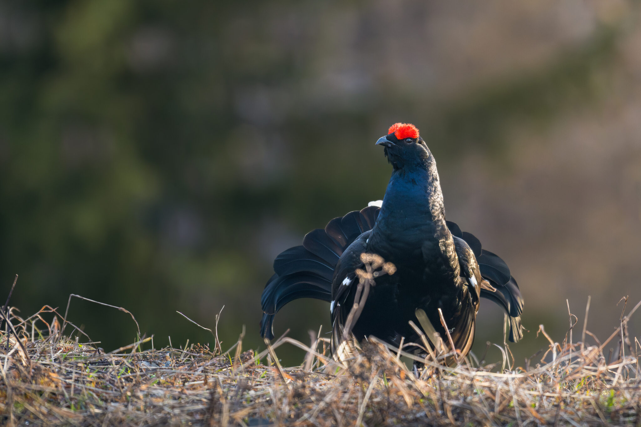 Photo de Tétras Lyre dans les Alpes
