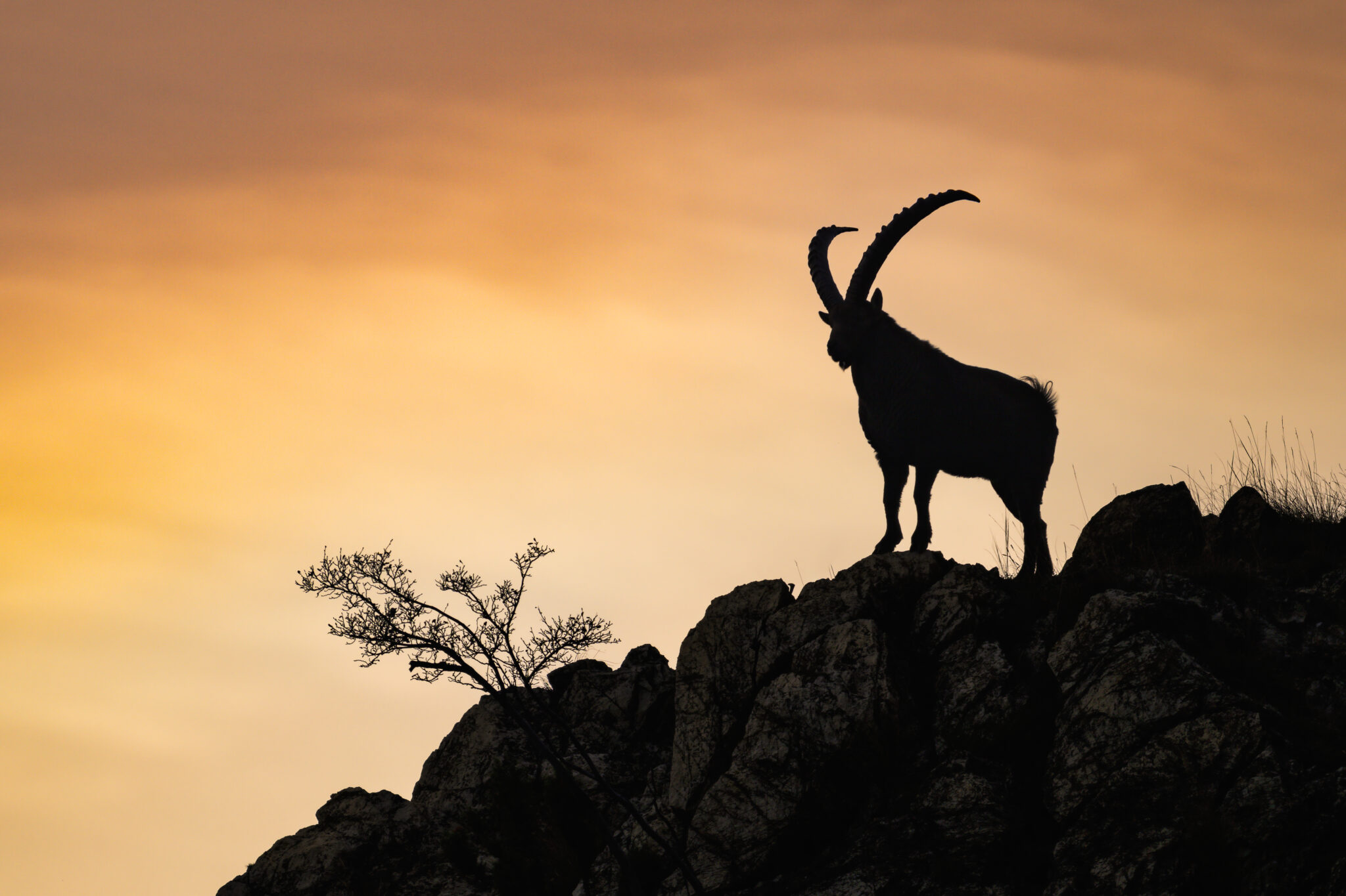 Photo de Bouquetin dans les Alpes