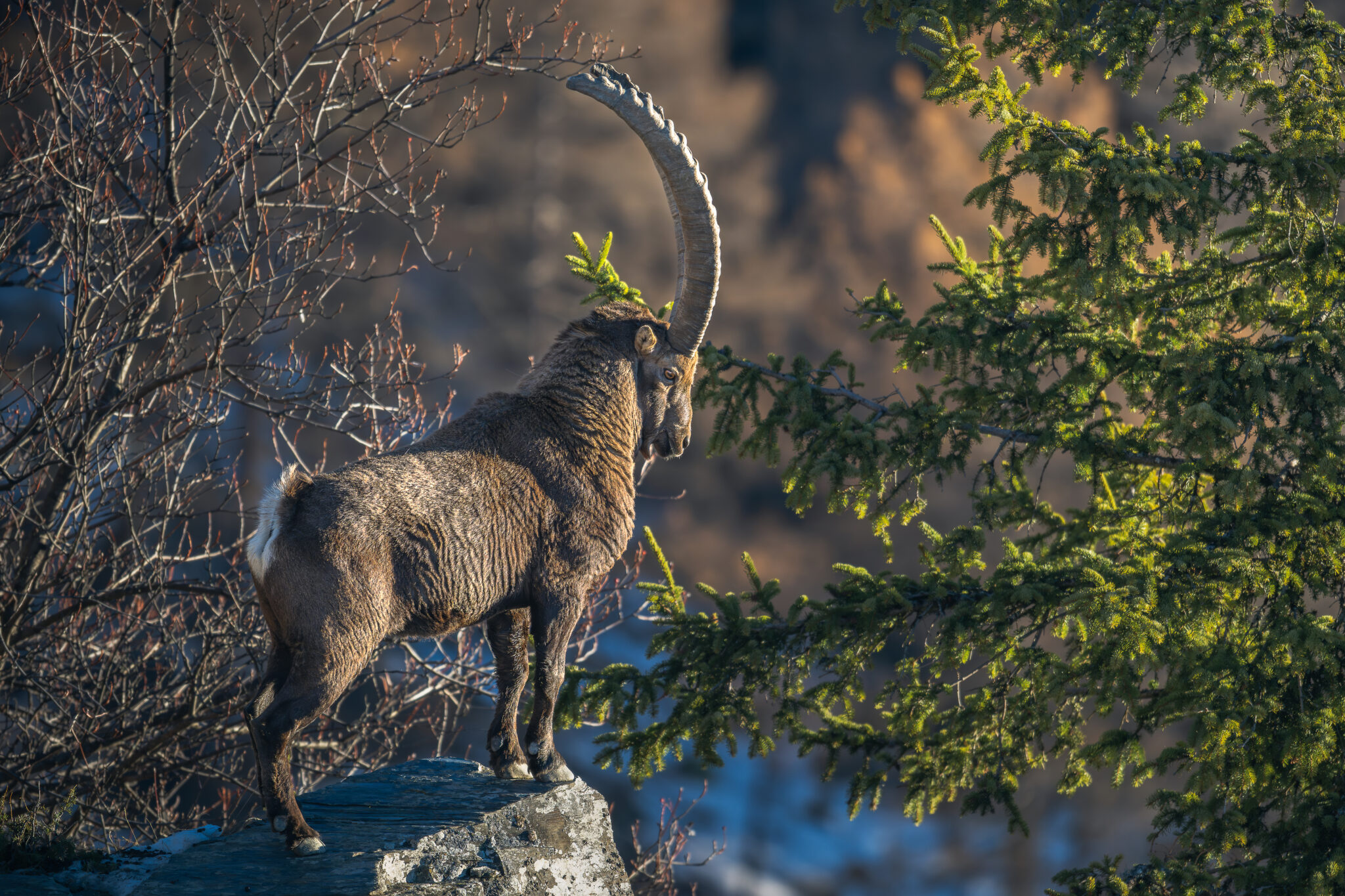 Photo de Bouquetin dans les Alpes