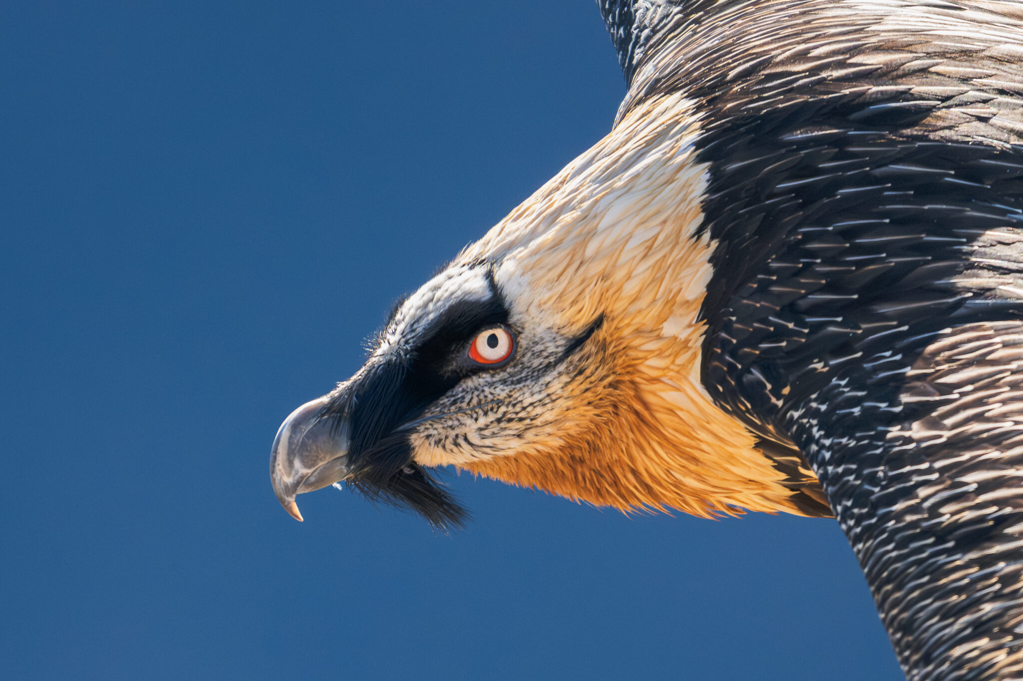 Photo de Gypaète Barbu dans les Alpes