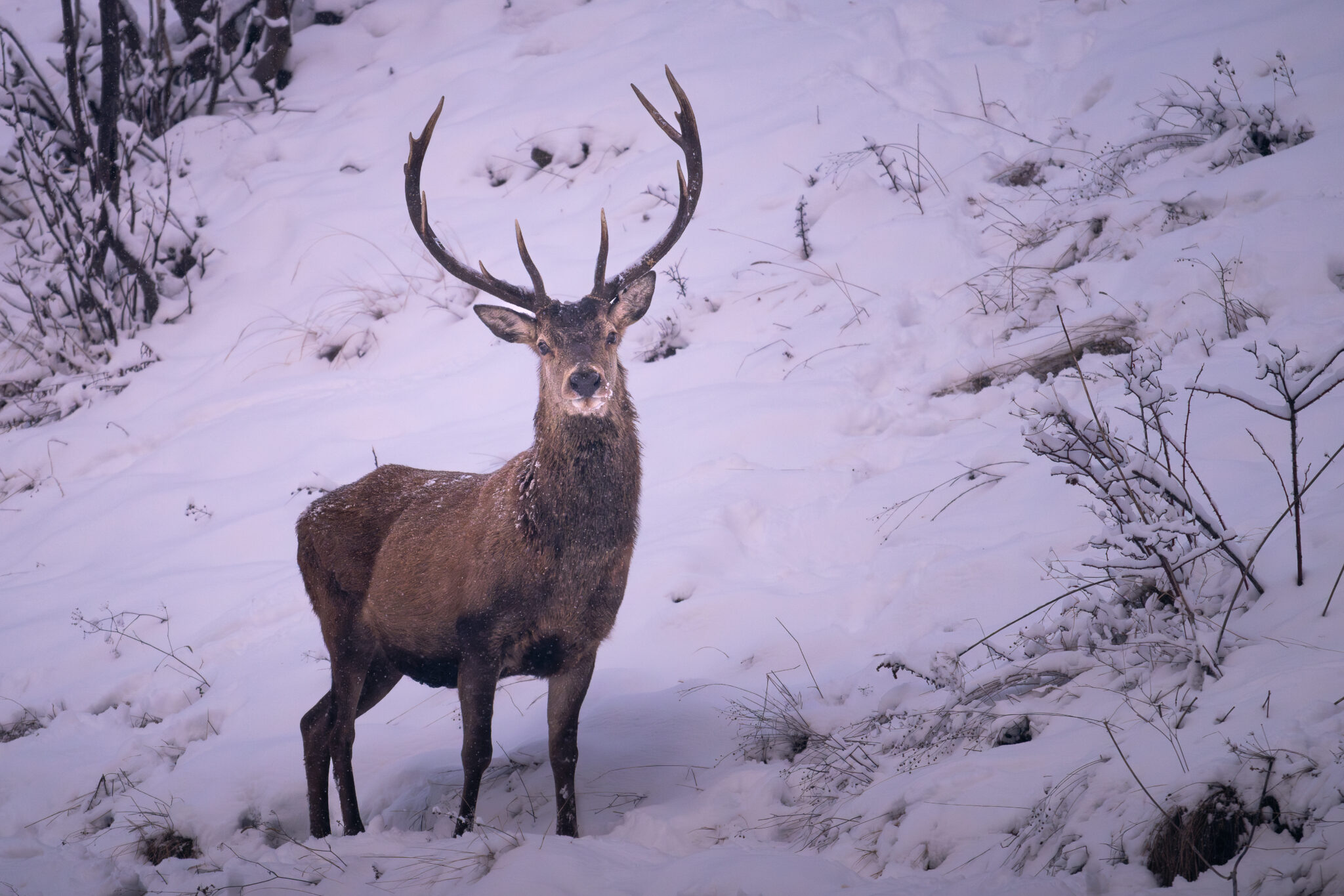 Photo de Cerf dans les Alpes
