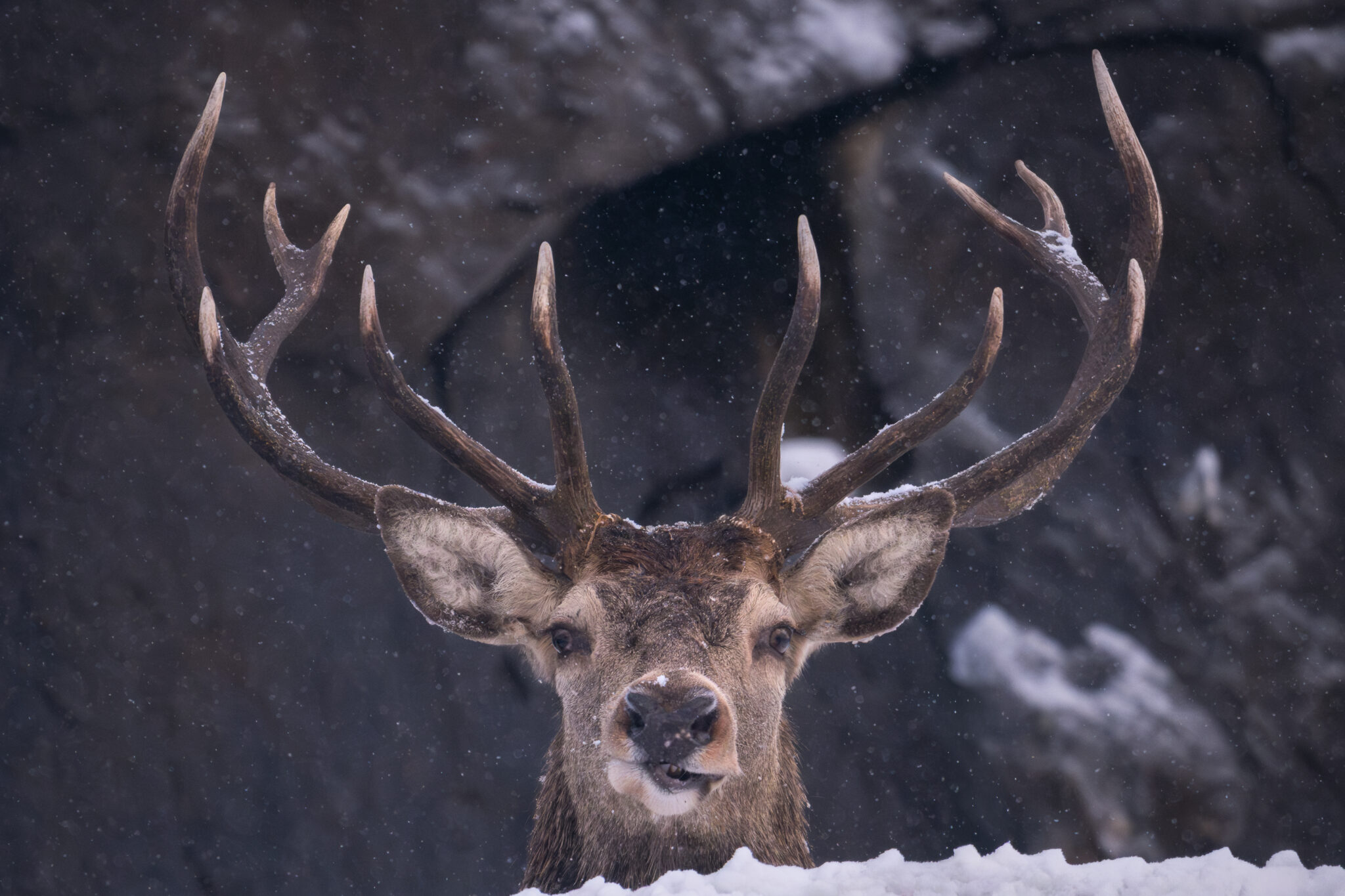 Photo de Cerf dans les Alpes
