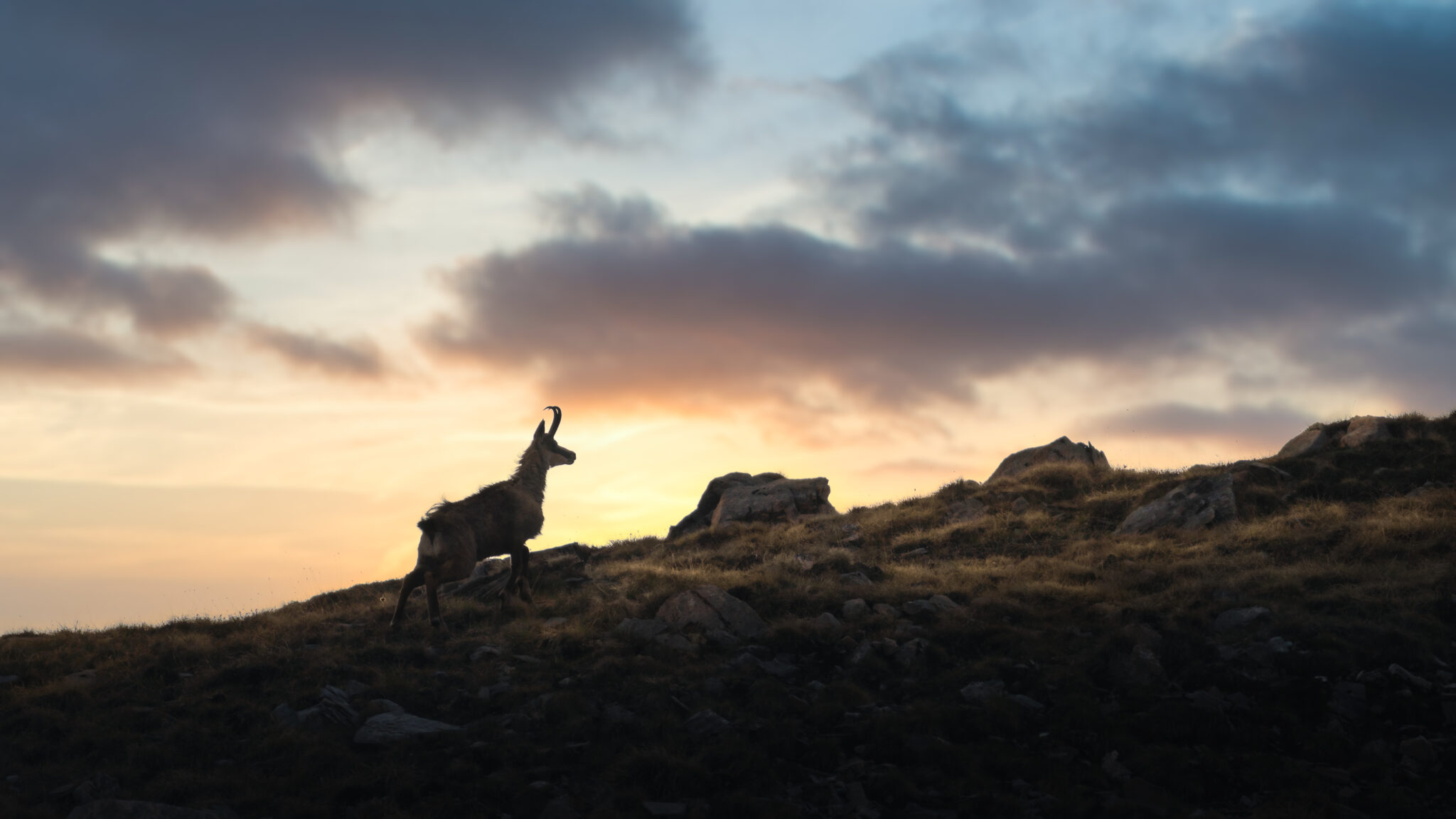 Photo de Chamois dans les Alpes