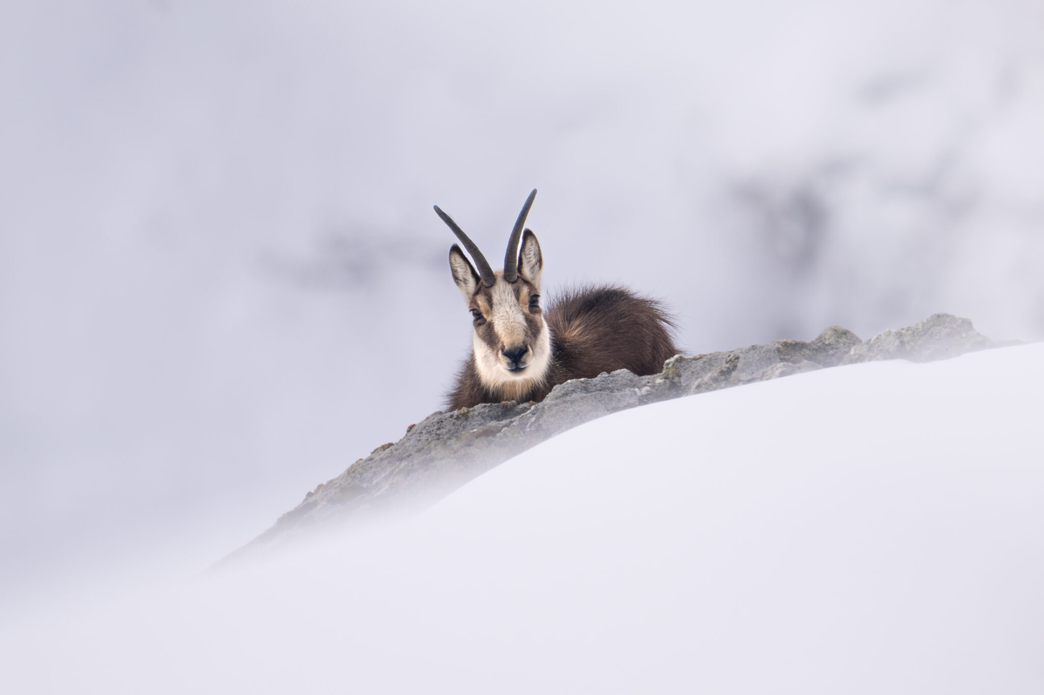 Photo de Chamois dans les Alpes