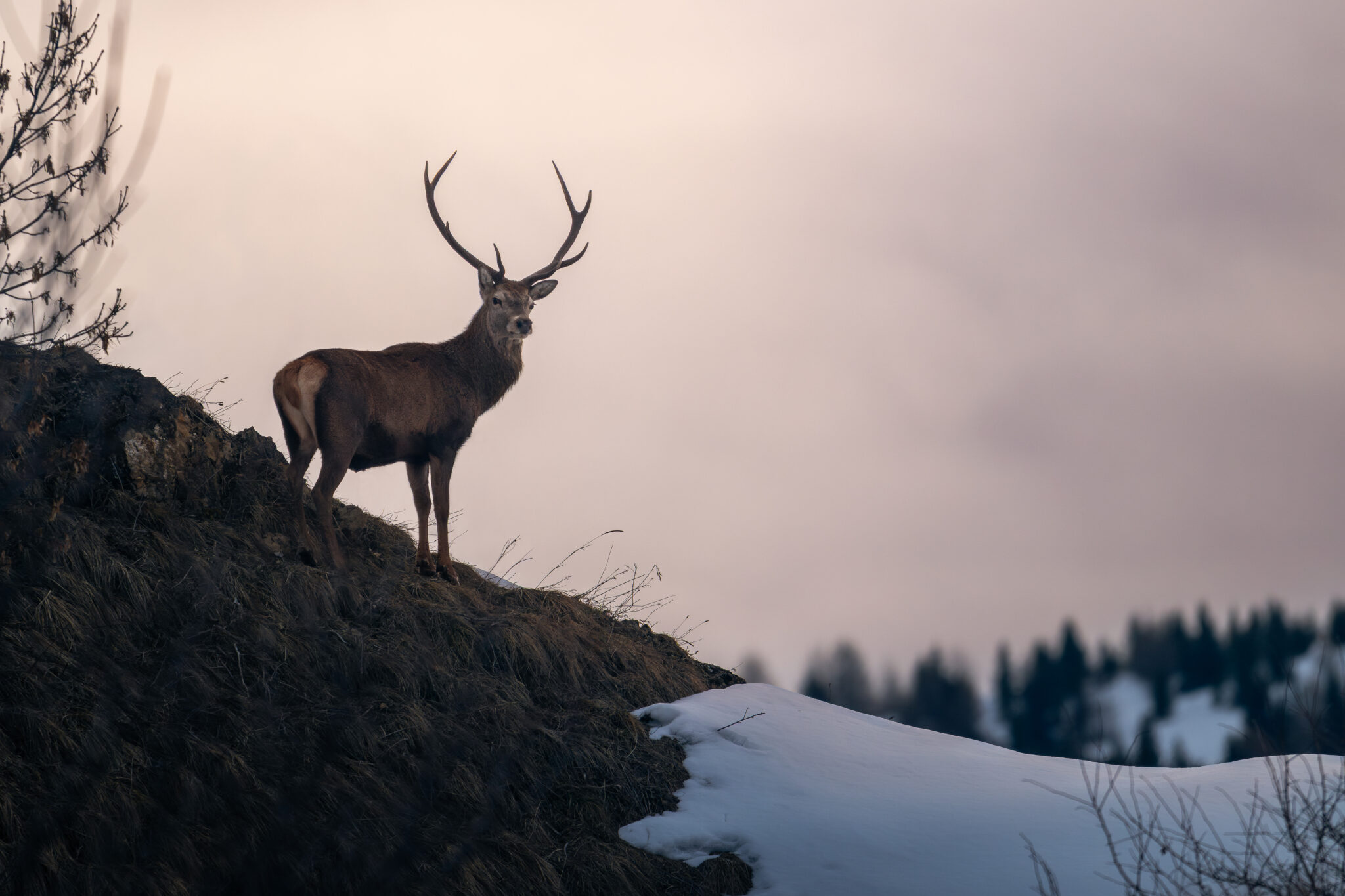 Photo de Cerf dans les Alpes