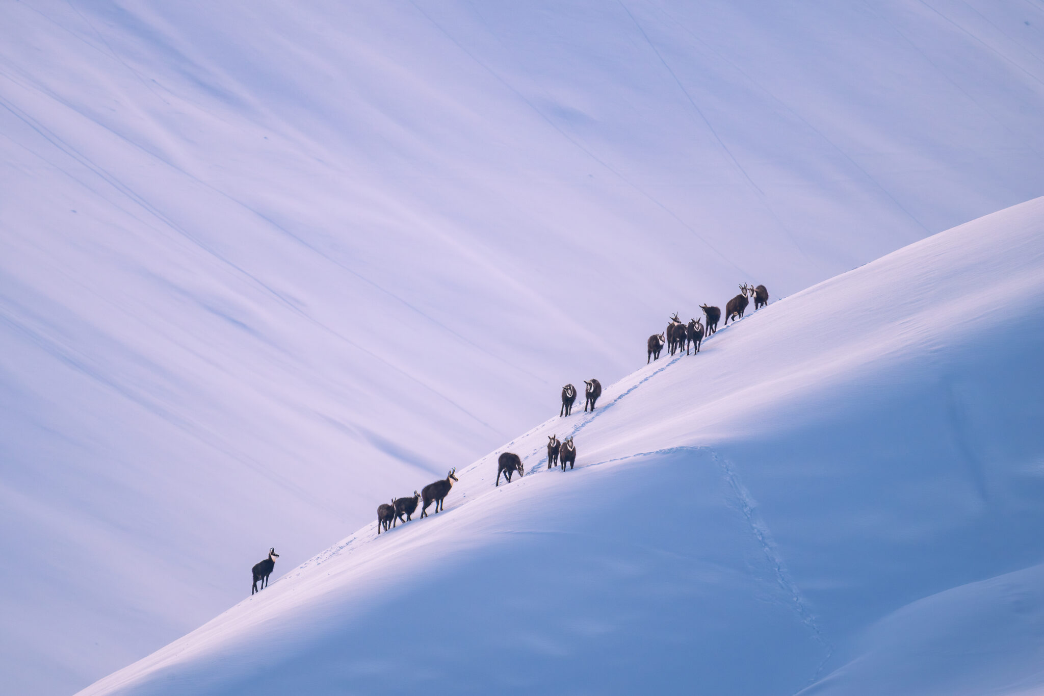 Photo de Chamois dans les Alpes