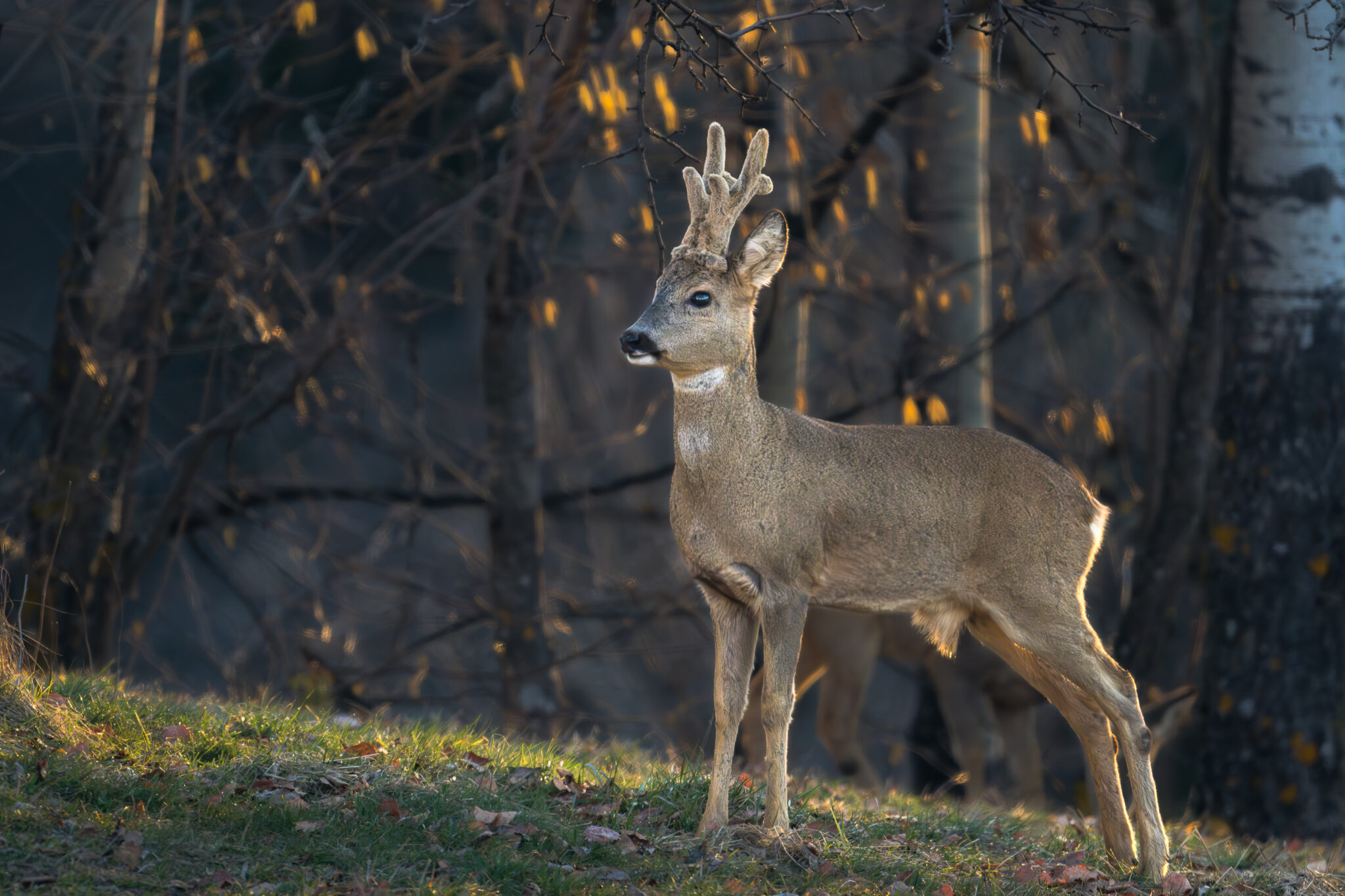 Photo de Chevreuil dans les Alpes