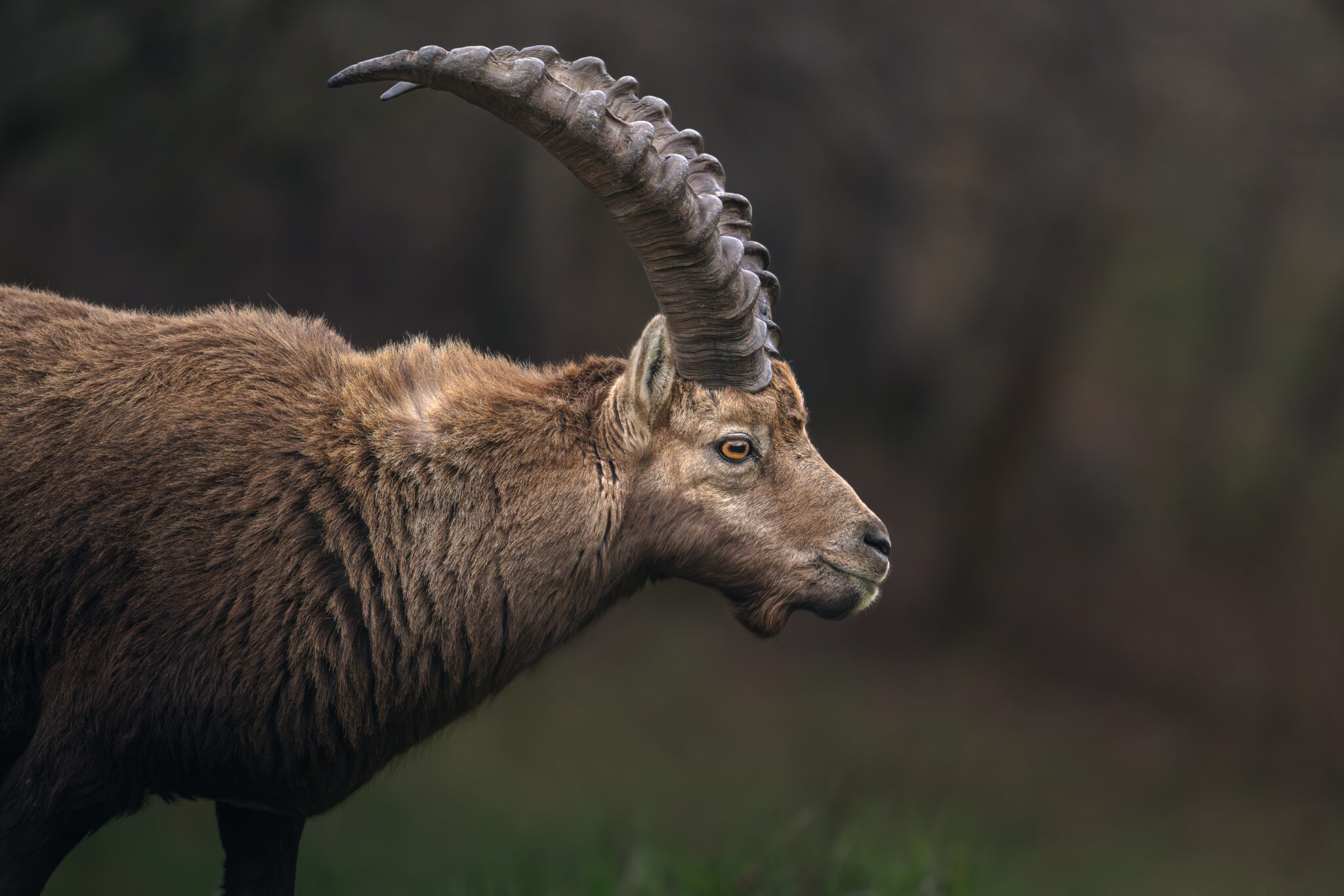 Photo de Bouquetin dans les Alpes