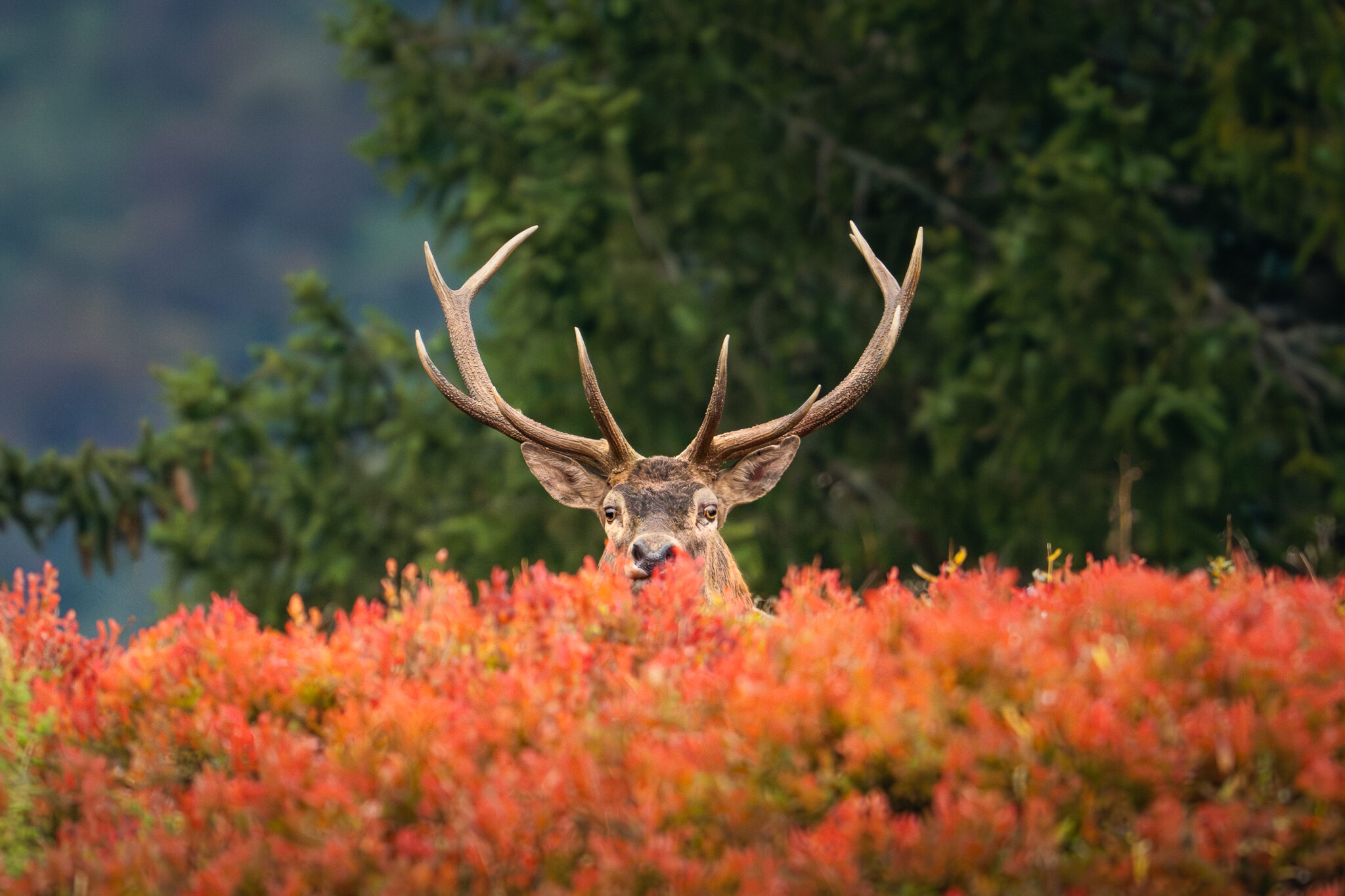 Photo de Cerf dans les Alpes