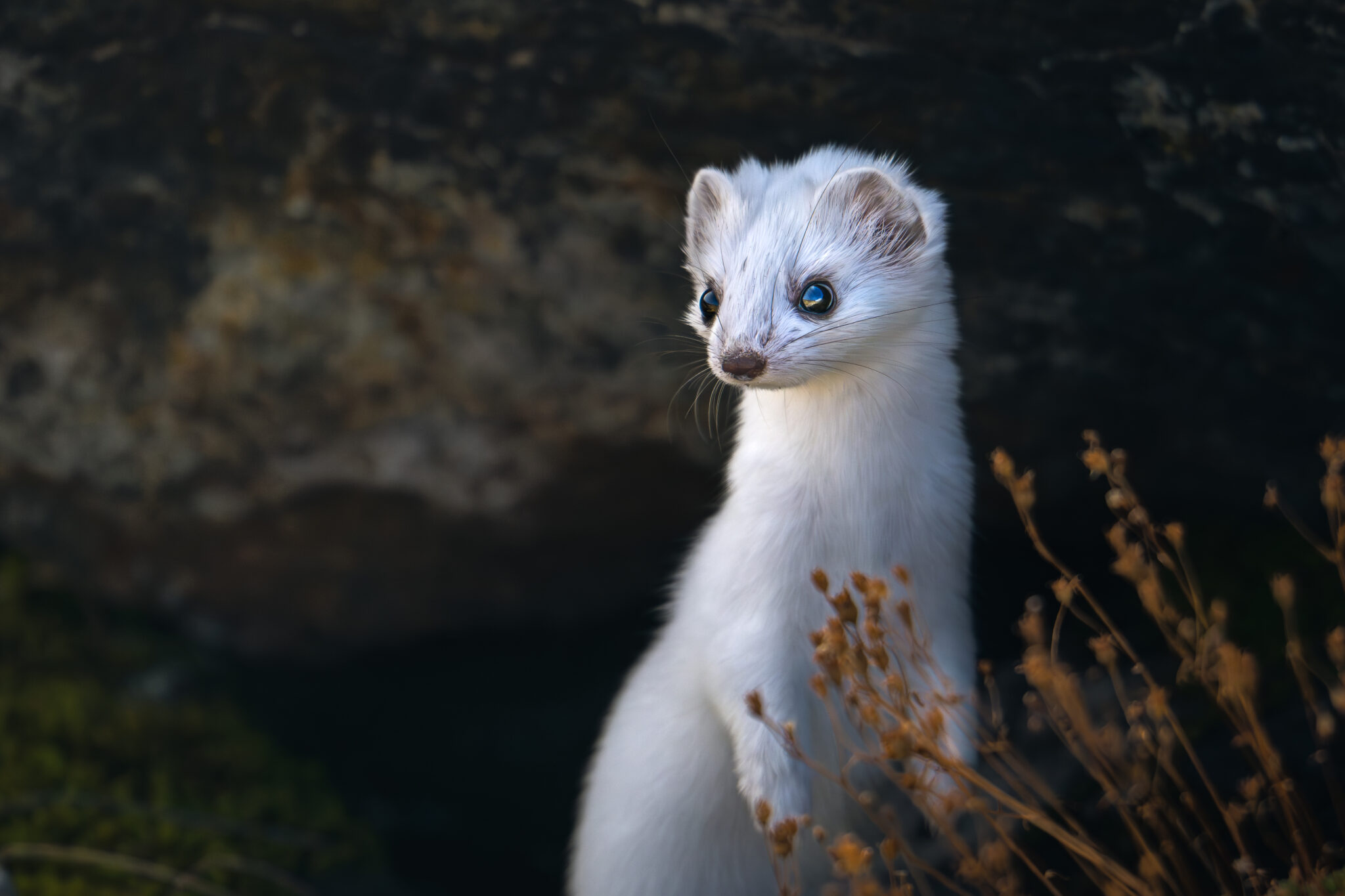 Photo d'Hermine dans les Alpes