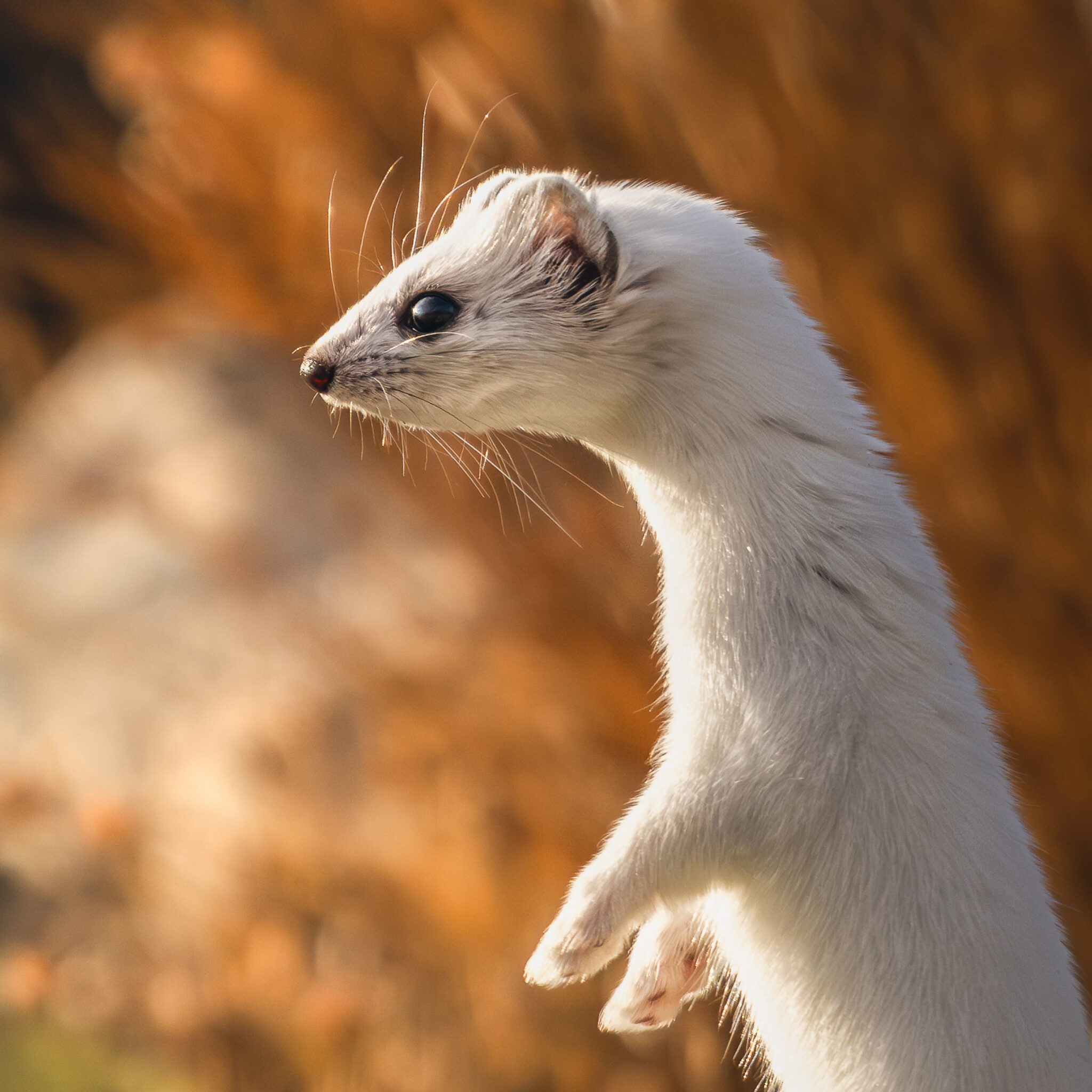 Photo d'Hermine dans les Alpes