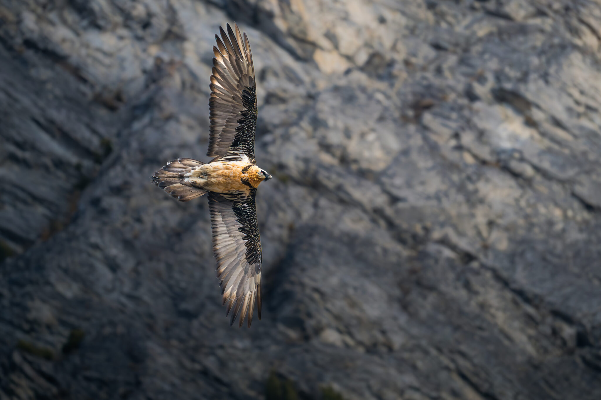 Photo de Gypaète Barbu dans les Alpes
