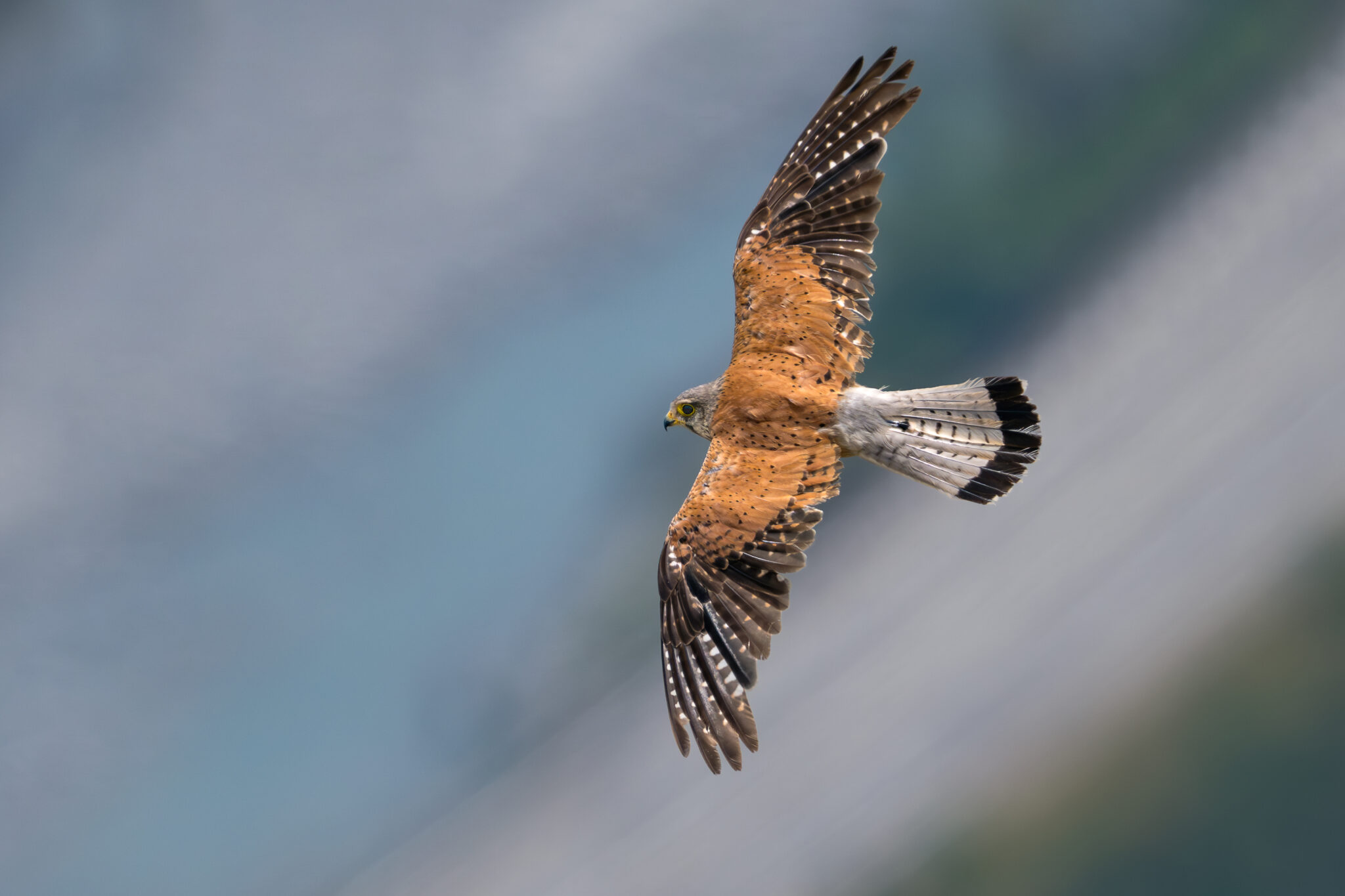 Photo de Faucon Crécerelle dans les Alpes