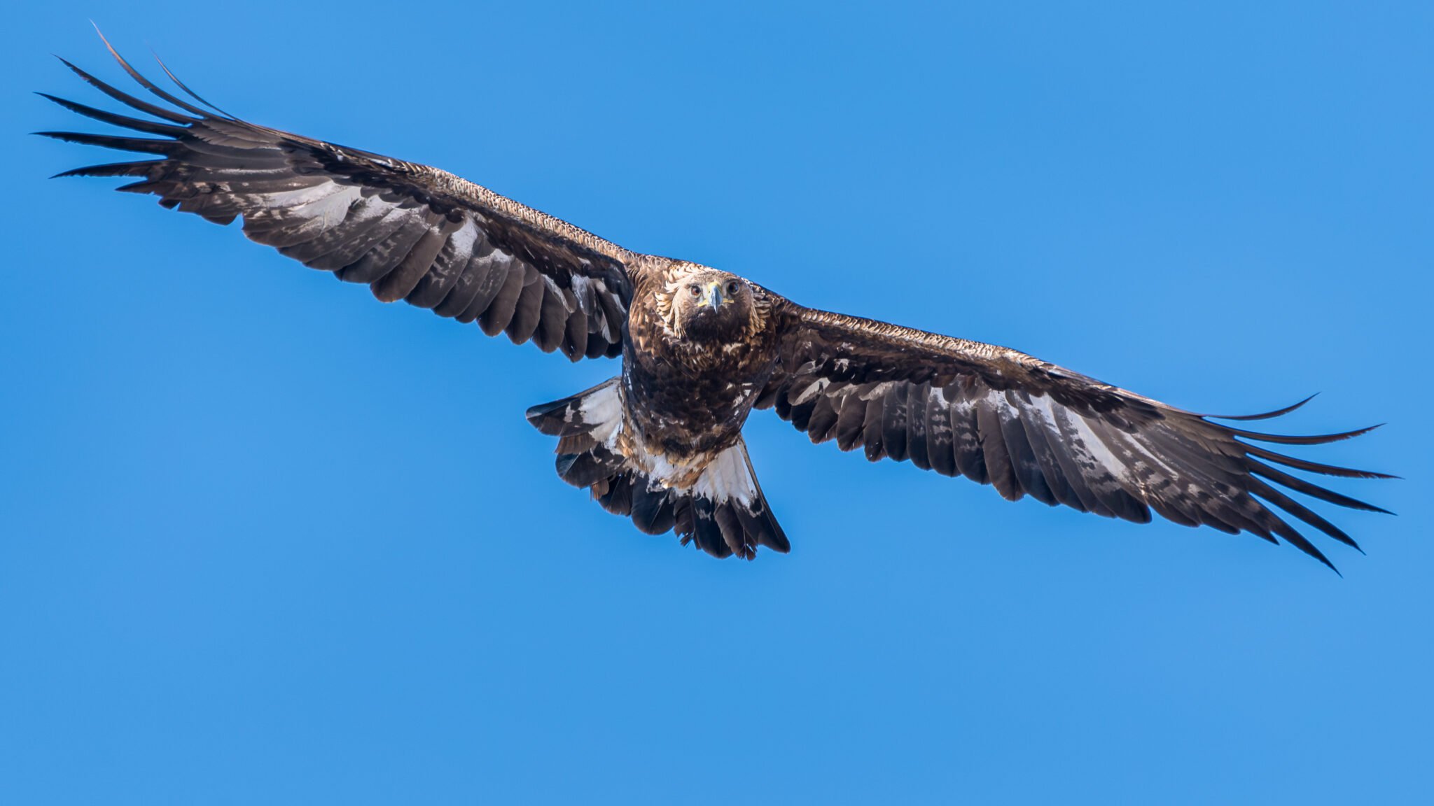 Photo d'Aigle Royal dans les Alpes