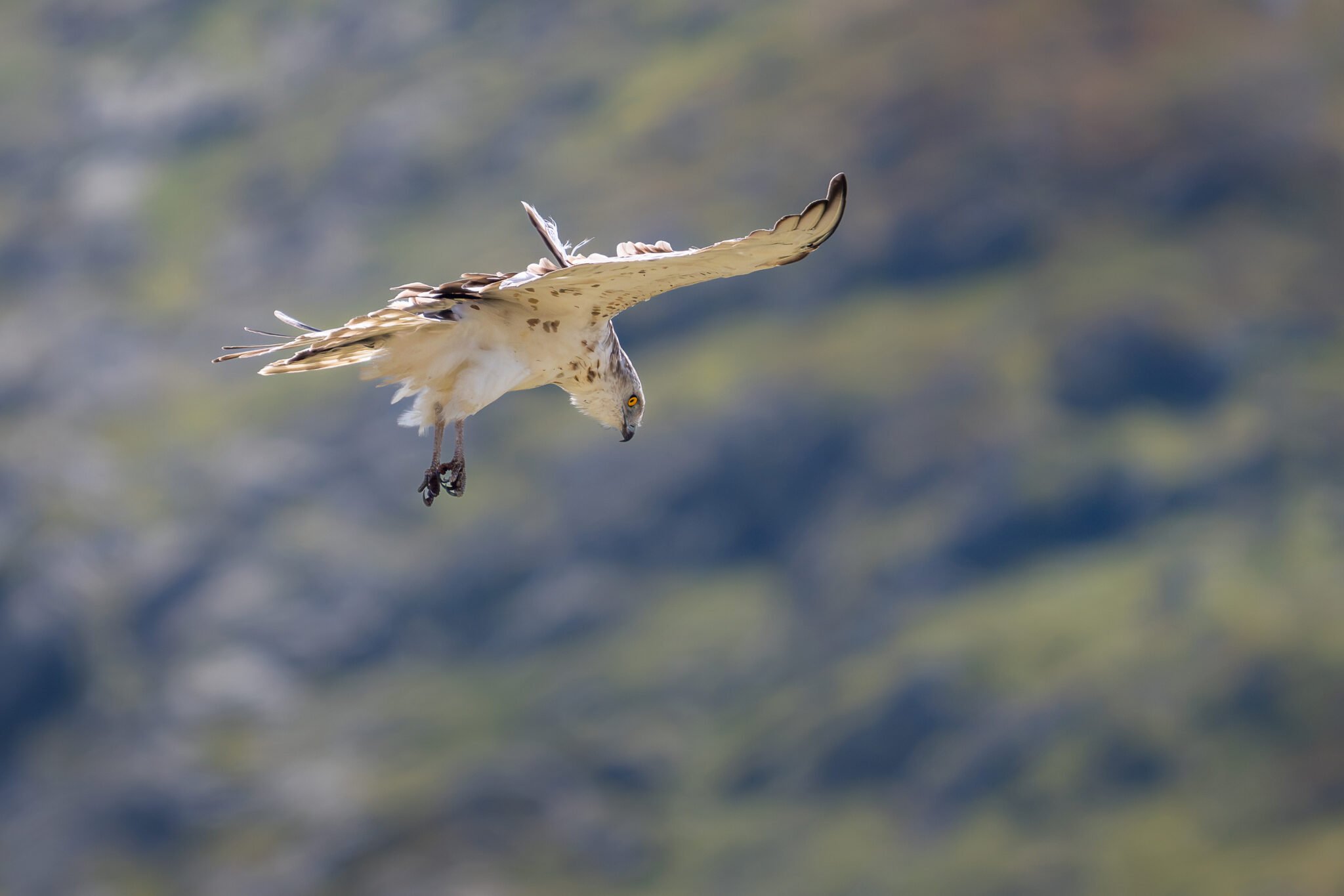 Photo de Circaète Jean-le-Blanc dans les Alpes