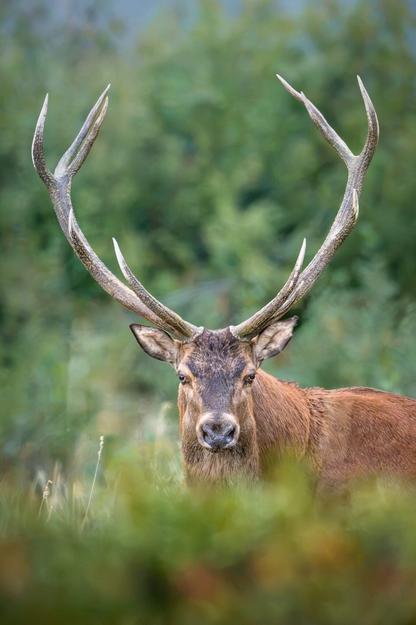 Photo de Cerf dans les Alpes