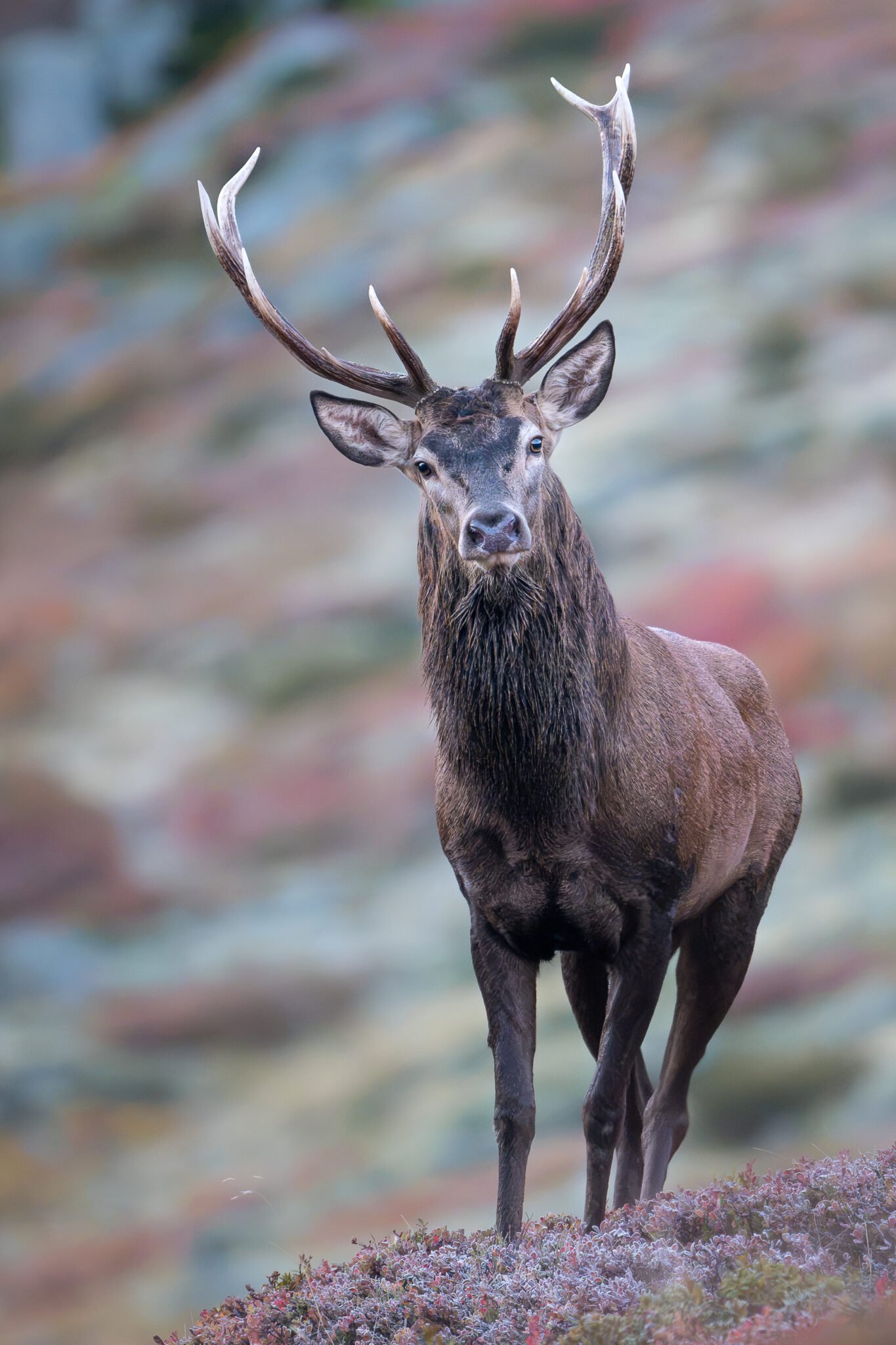 Photo de Cerf dans les Alpes