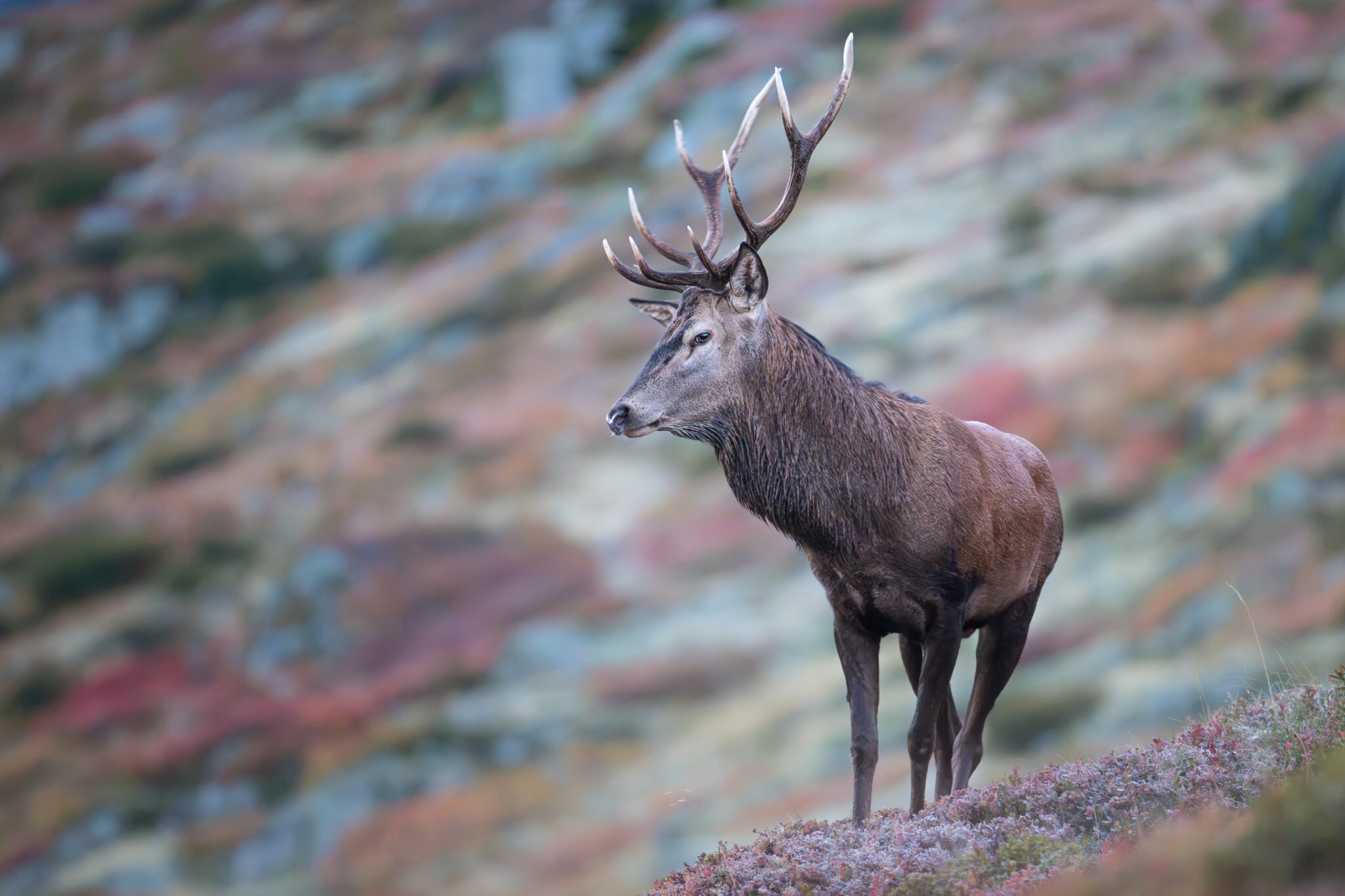 Photo de Cerf dans les Alpes
