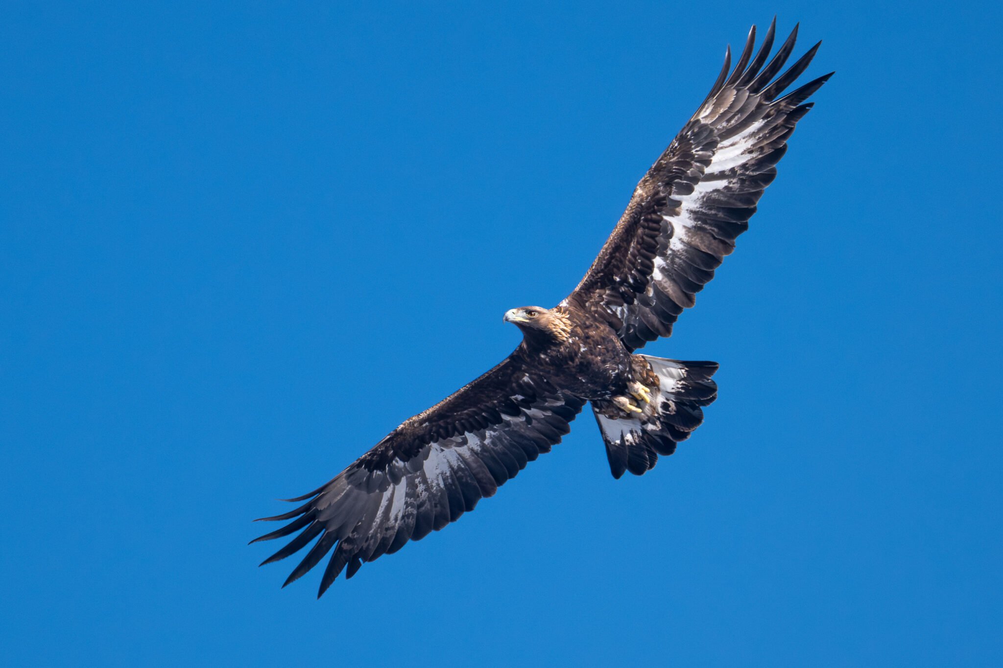 Photo d'Aigle Royal dans les Alpes
